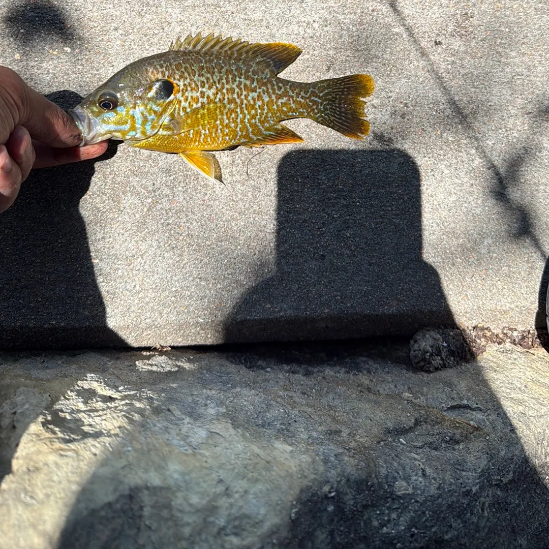 The most recent Greengill hybrid catches on Fishbrain