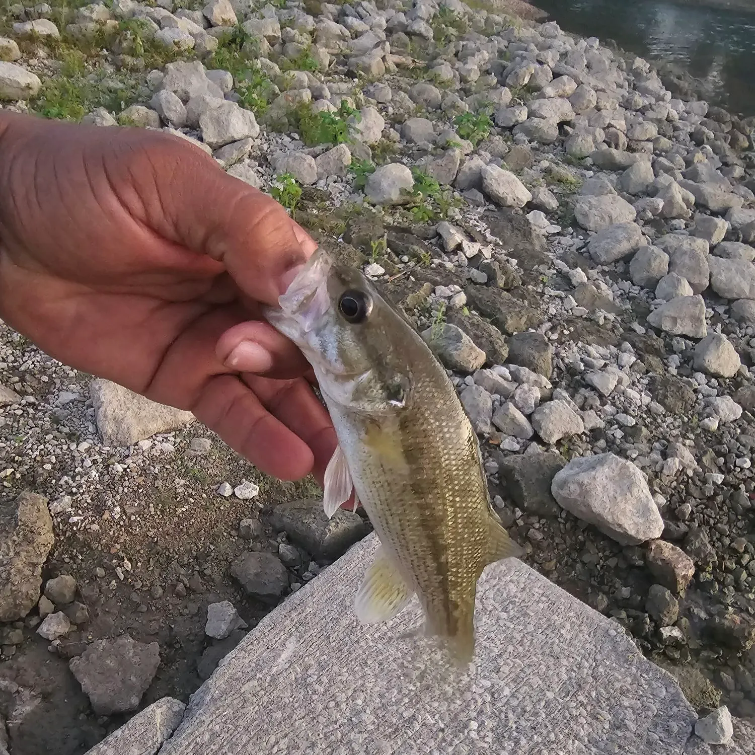 Spotted bass caught on Fishbrain