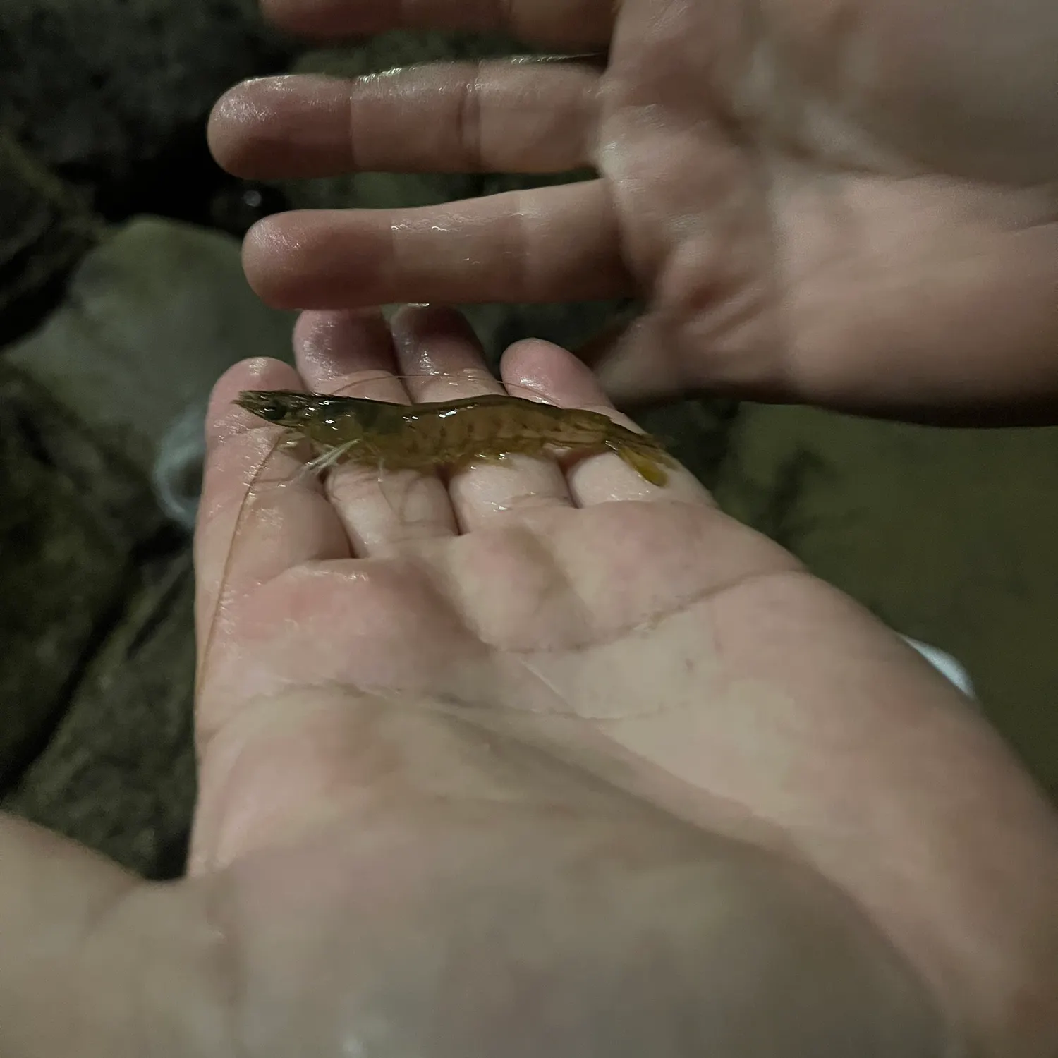 The most recent Randall's prawn-goby catches on Fishbrain
