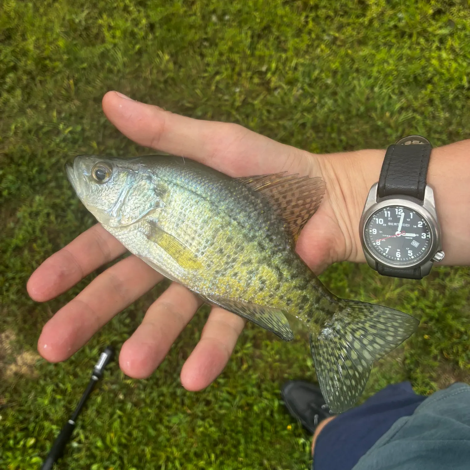 The most recent Magnolia crappie catches on Fishbrain