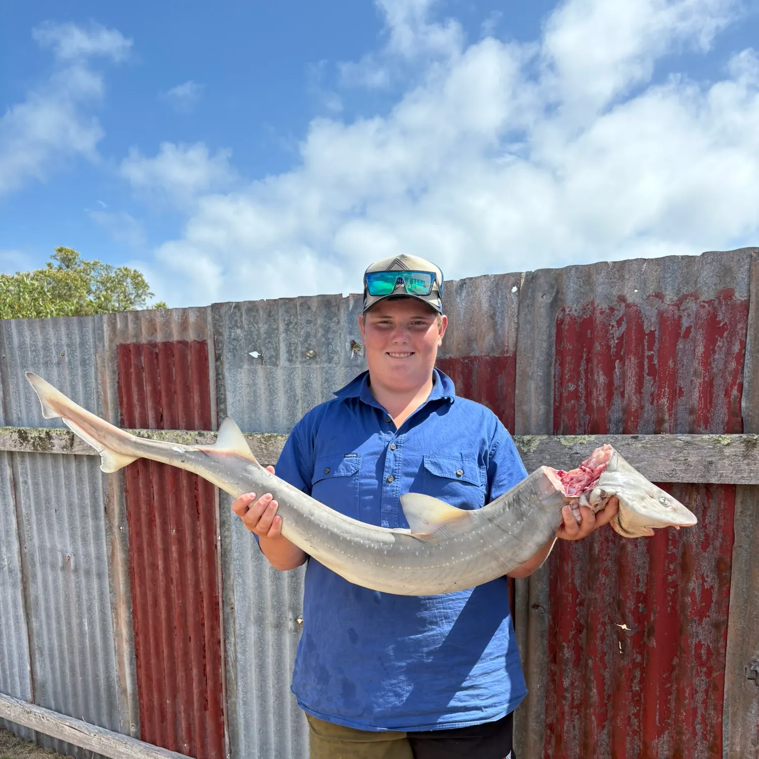 The most recent Gummy shark catches on Fishbrain