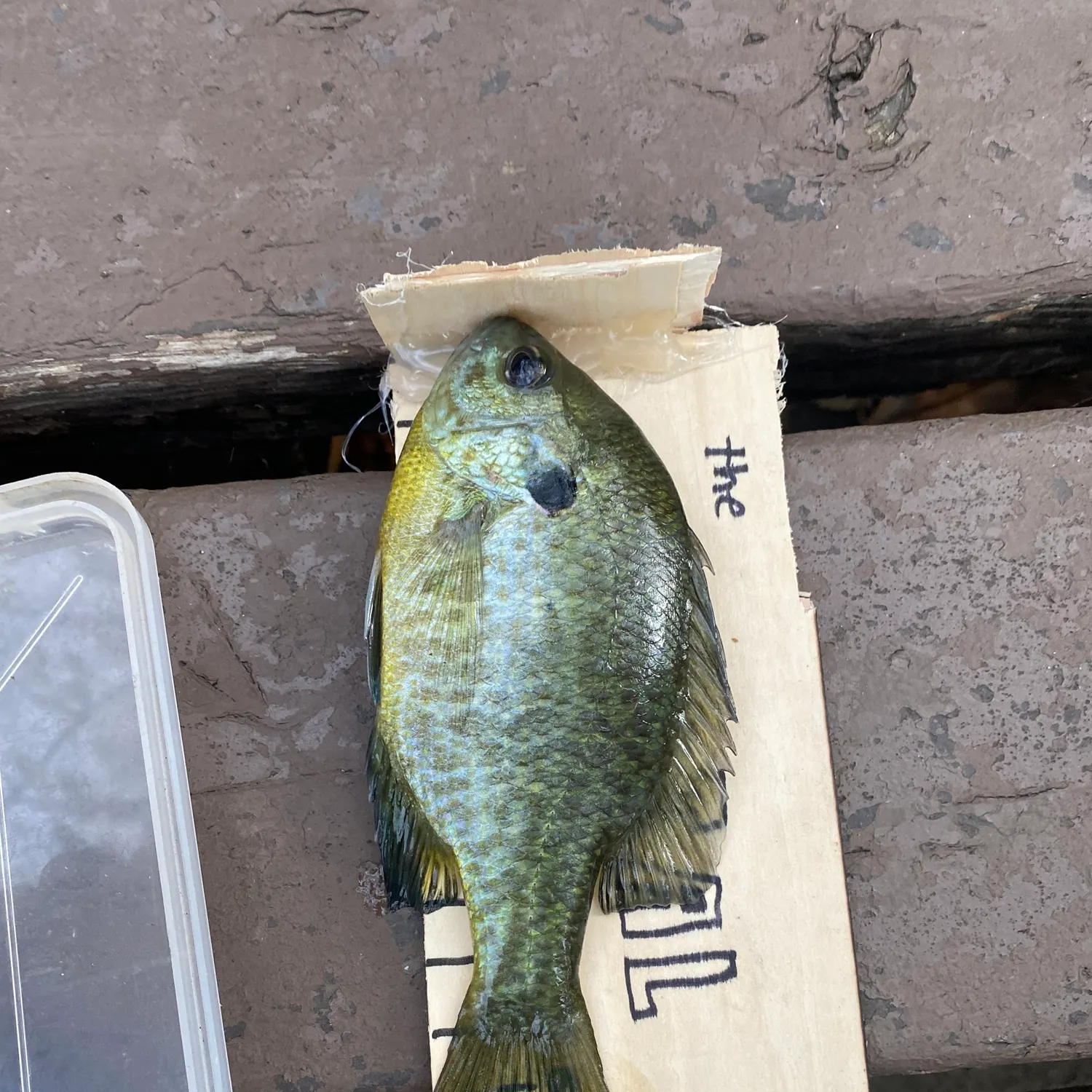Bluegill caught on Fishbrain