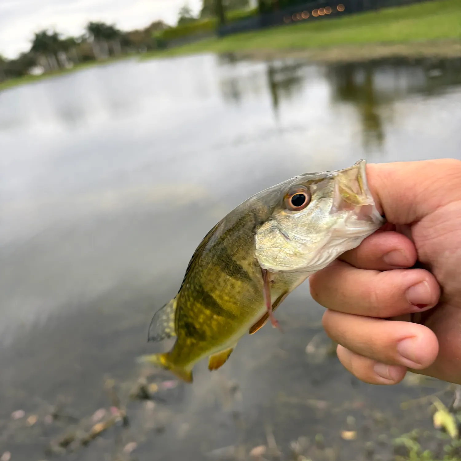 The most recent Butterfly peacock bass catches on Fishbrain