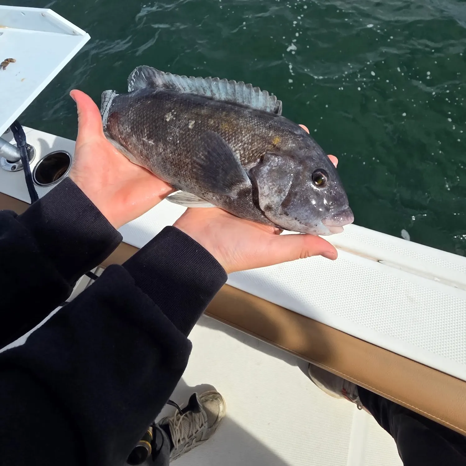 Tautog caught on Fishbrain