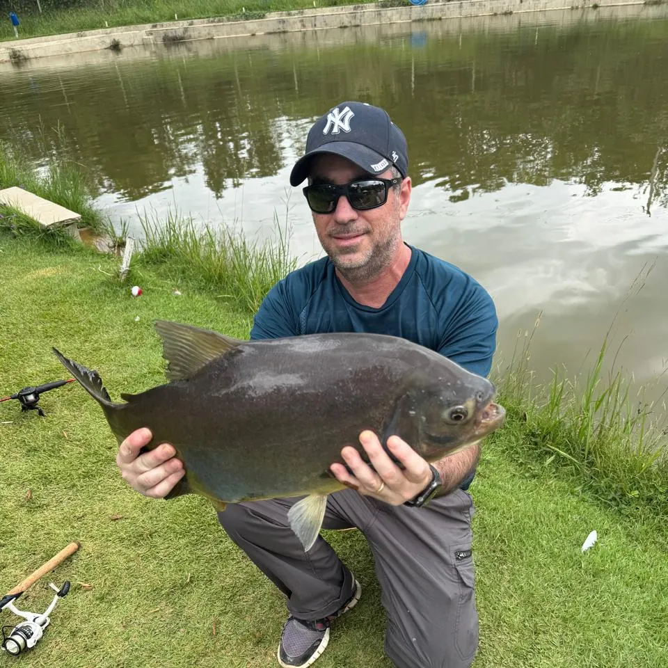 The most recent Black pacu catches on Fishbrain