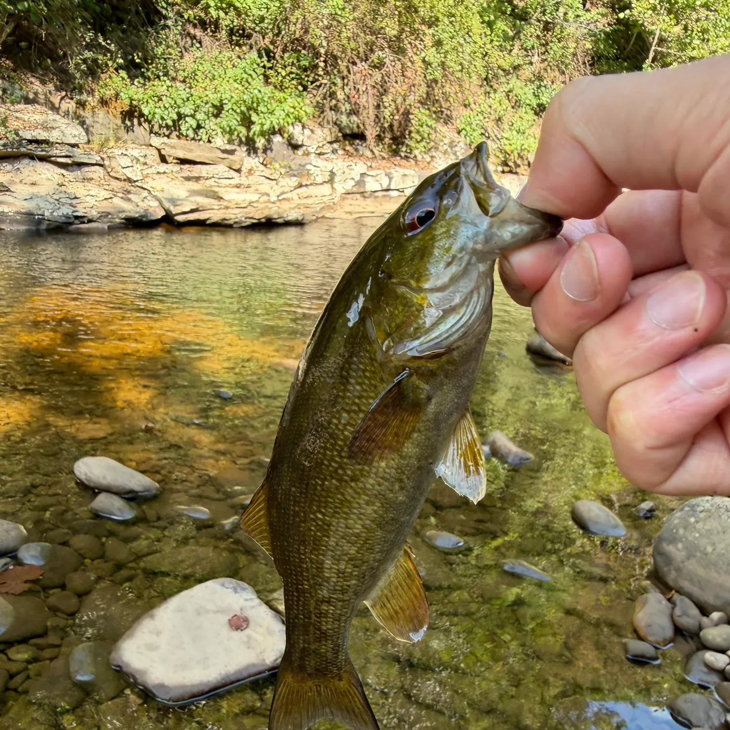 Smallmouth bass caught on Fishbrain