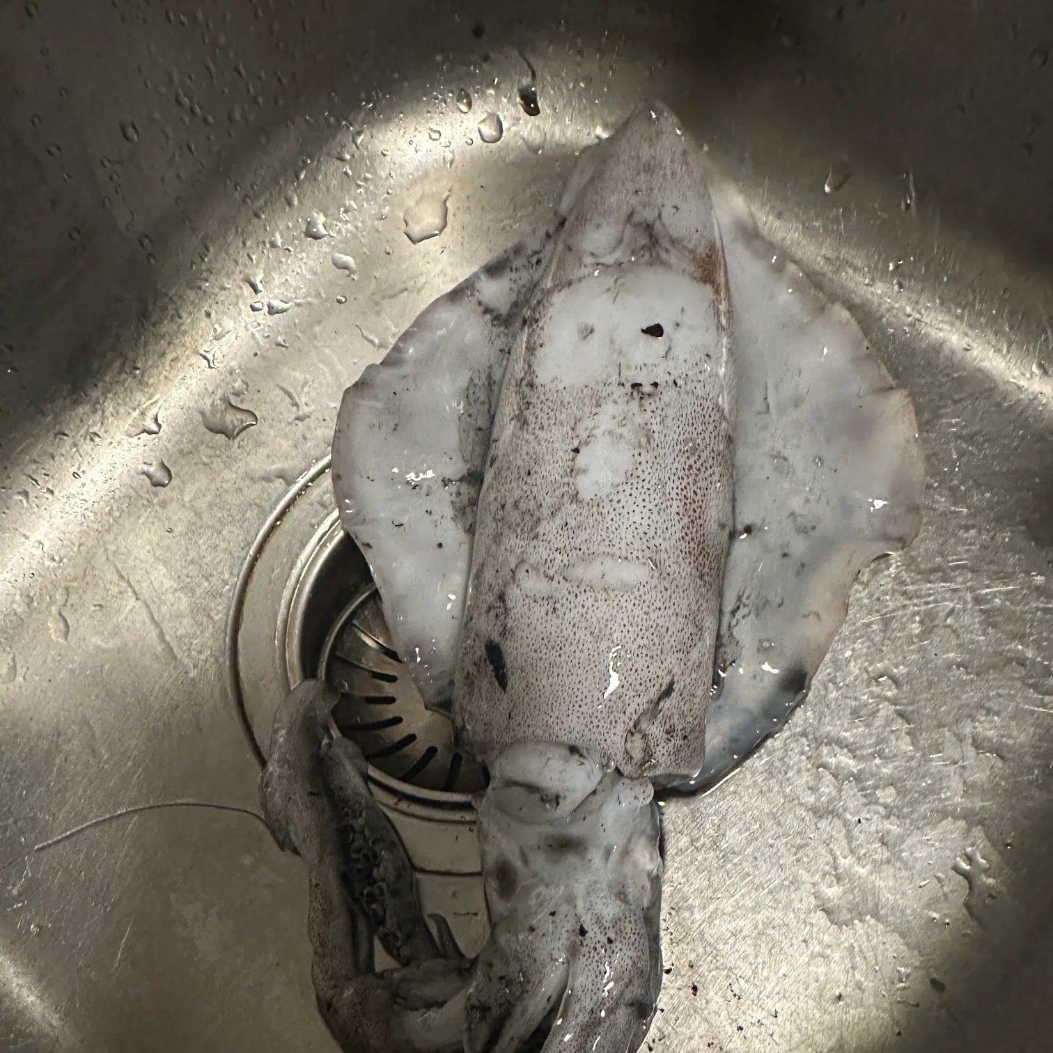 The most recent Southern calamari catches on Fishbrain