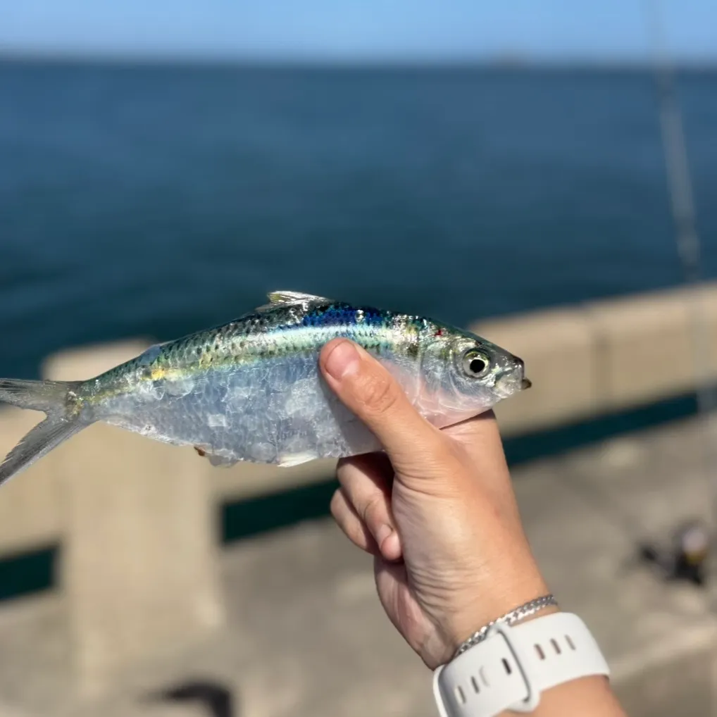 The most recent Atlantic thread herring catches on Fishbrain