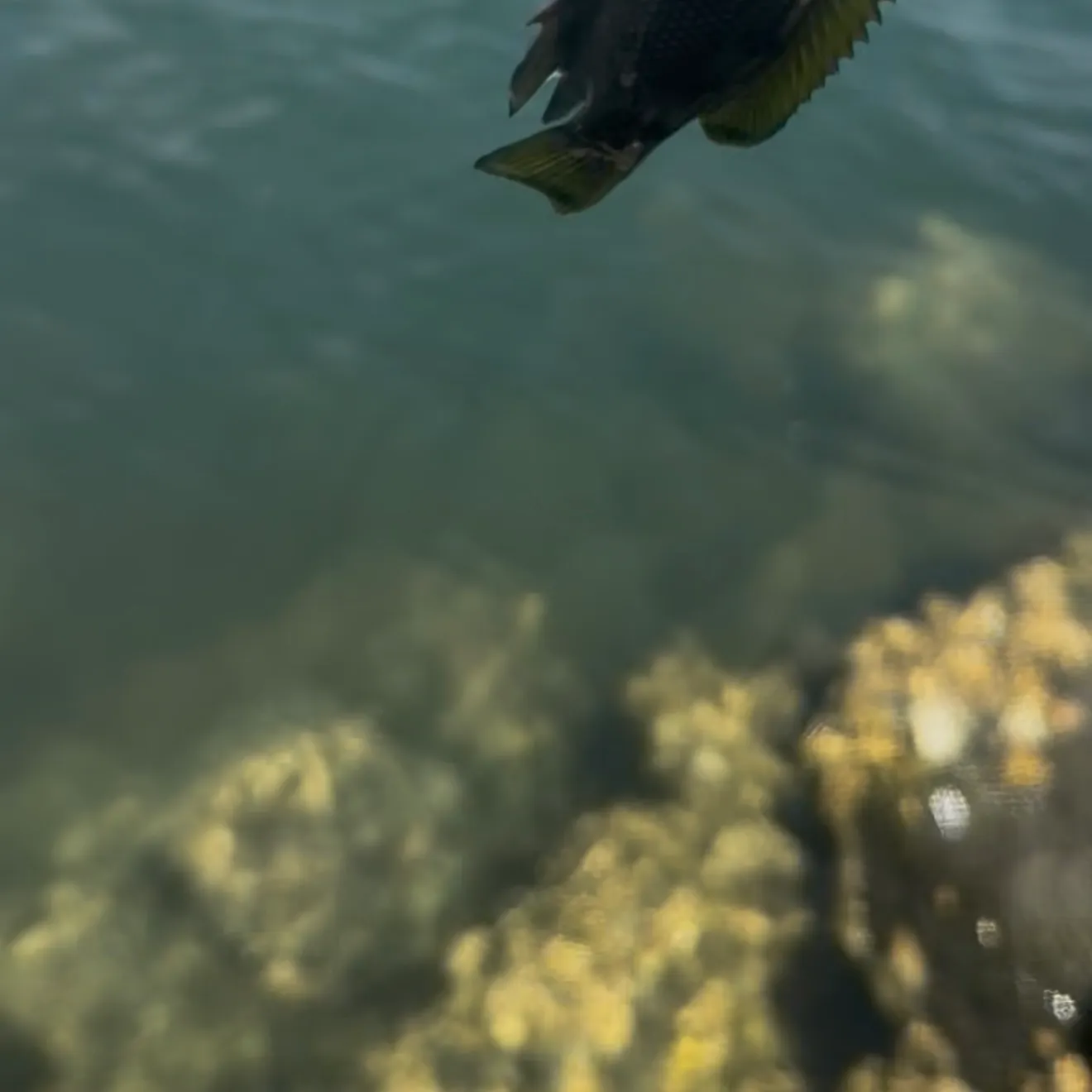 The most recent Opaleye catches on Fishbrain