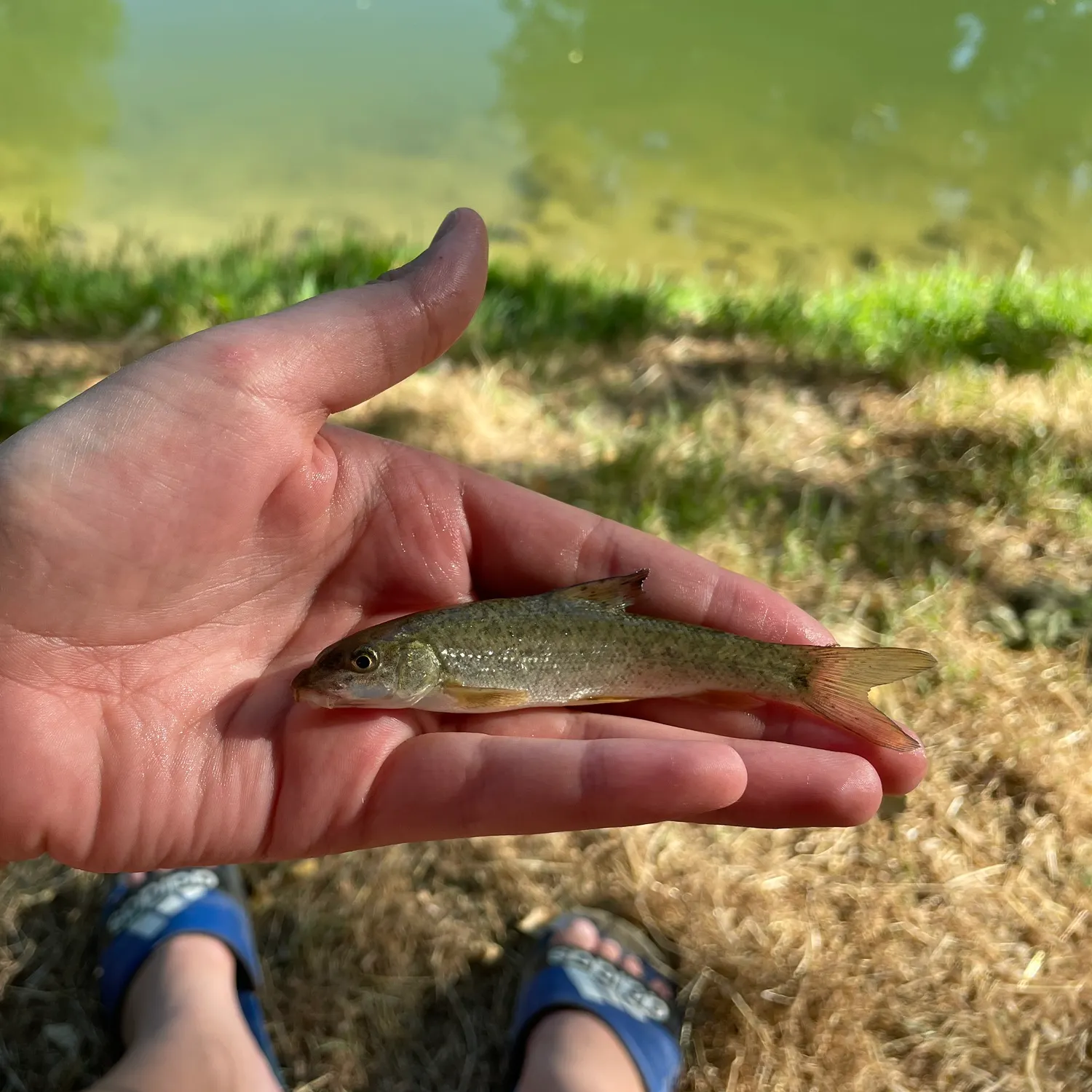 The most recent Common barbel catches on Fishbrain