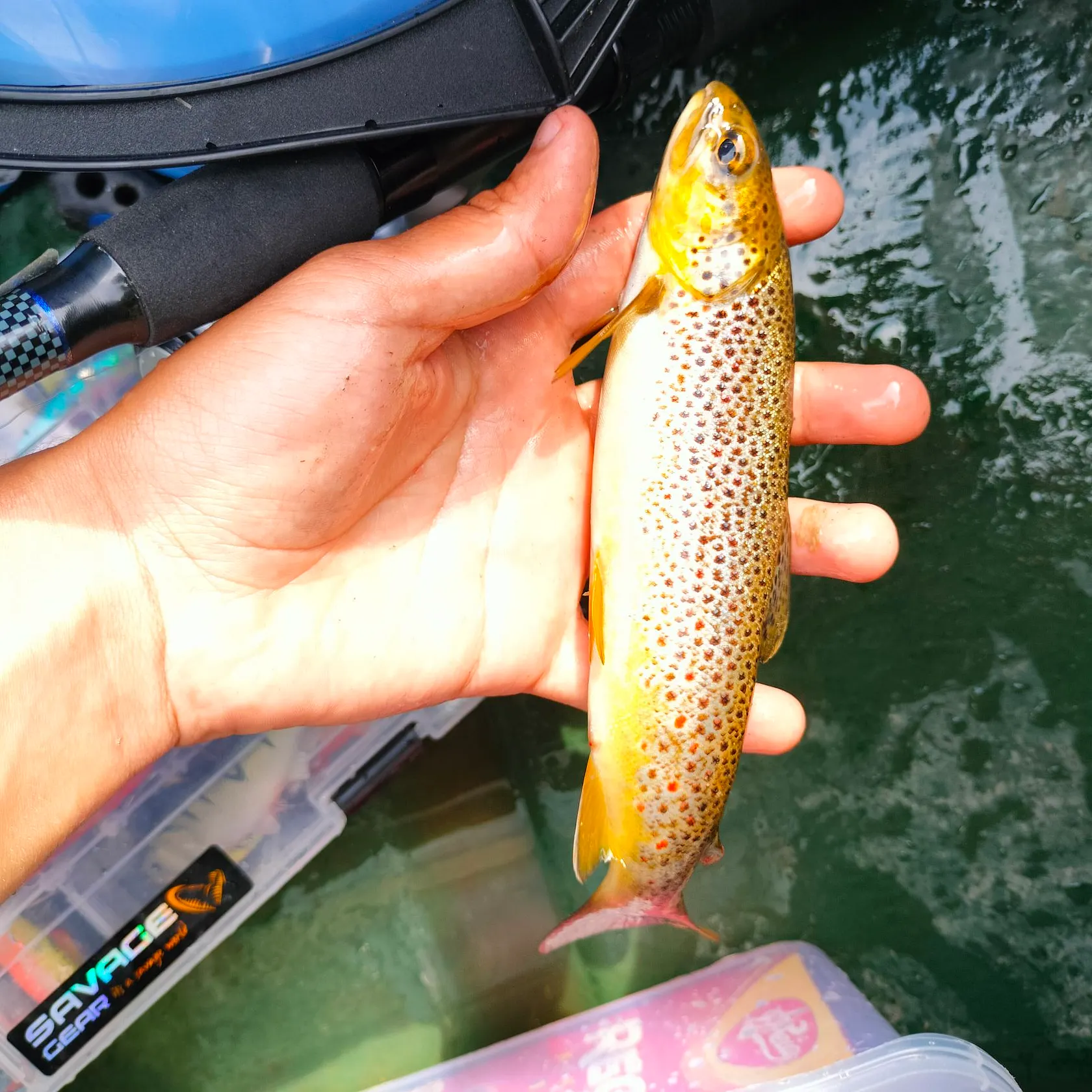 Brown trout caught on Fishbrain