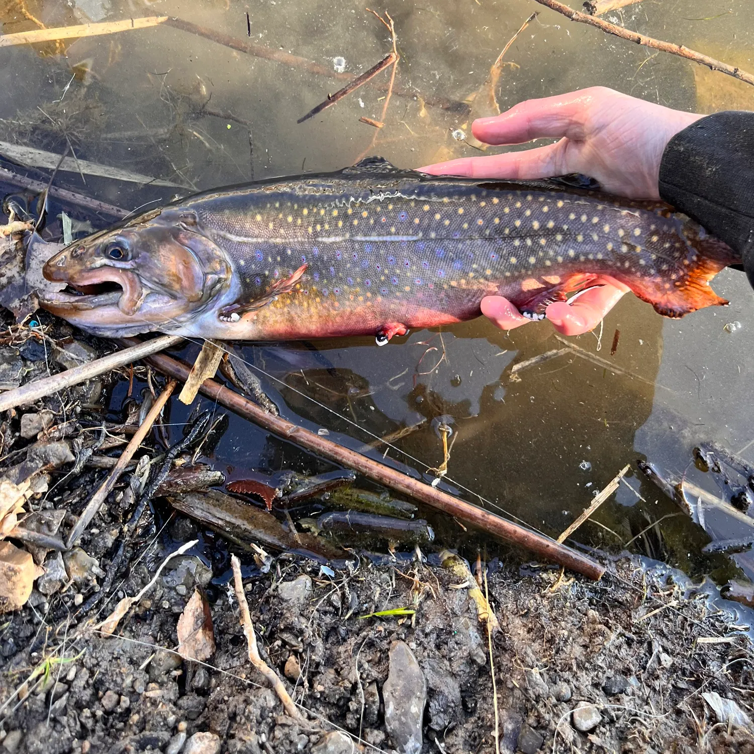 angler catch
