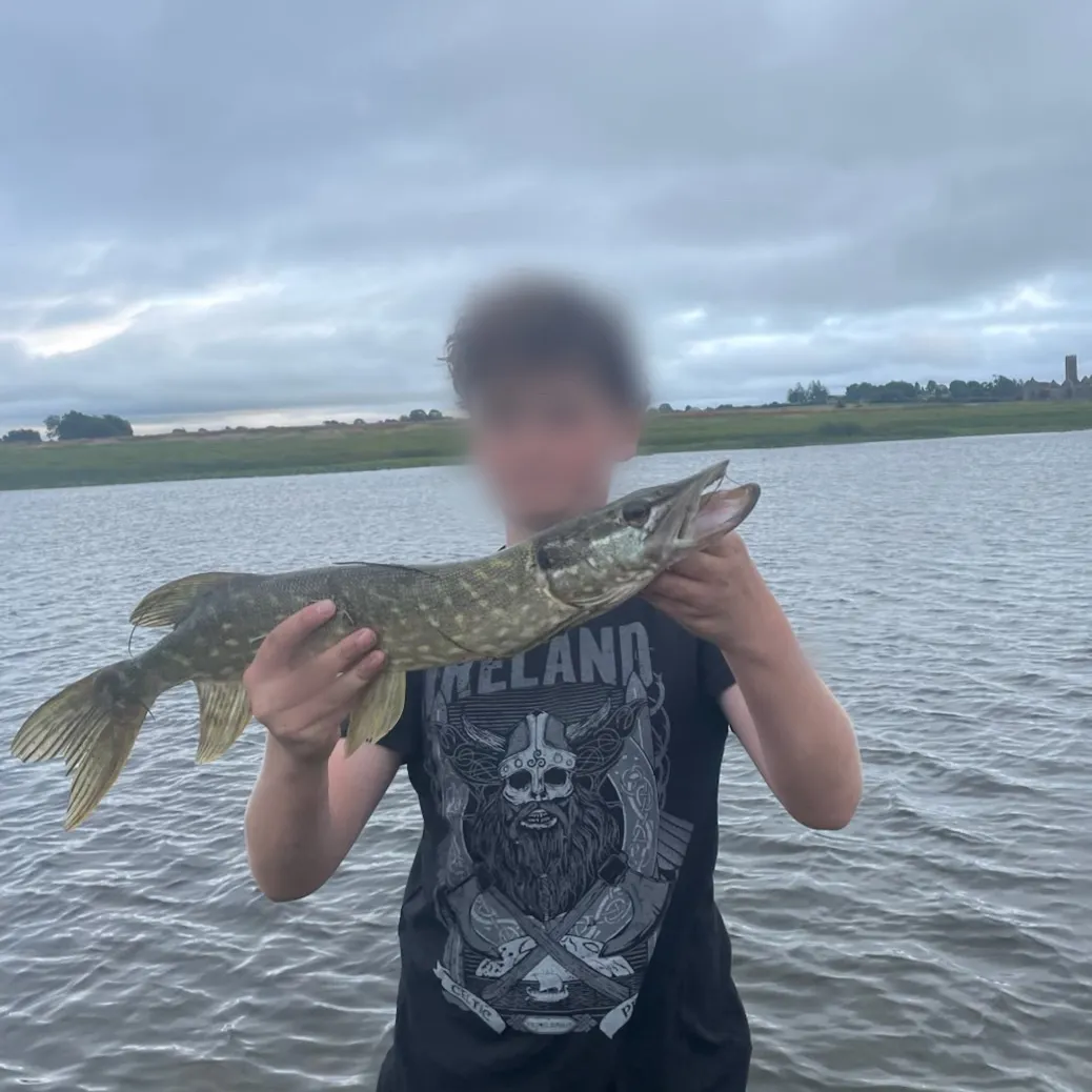 Northern pike caught on Fishbrain