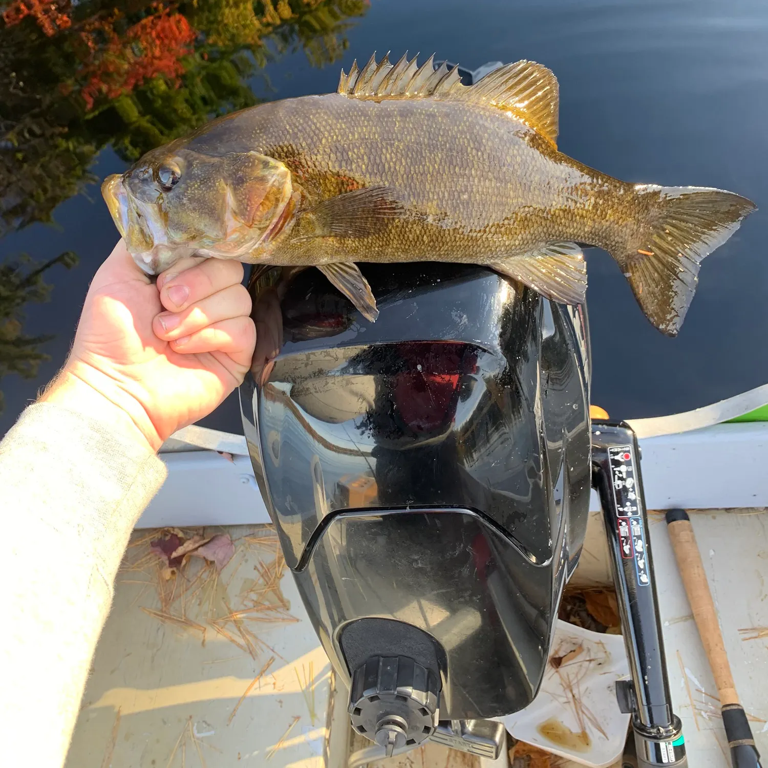 Smallmouth bass caught on Fishbrain