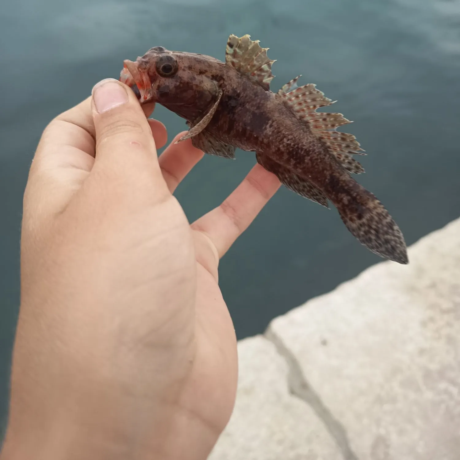 The most recent Rock goby catches on Fishbrain