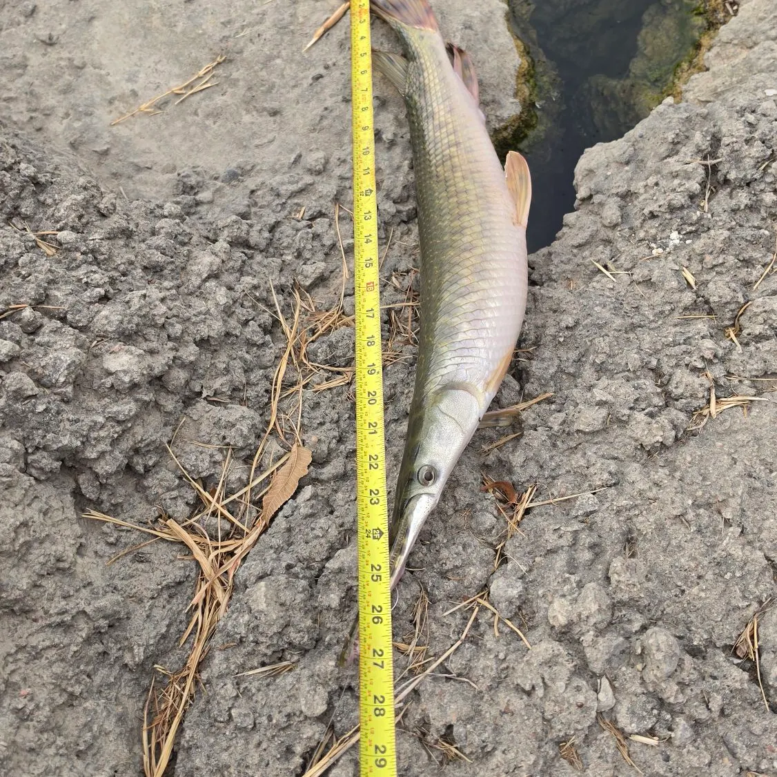 Spotted gar caught on Fishbrain