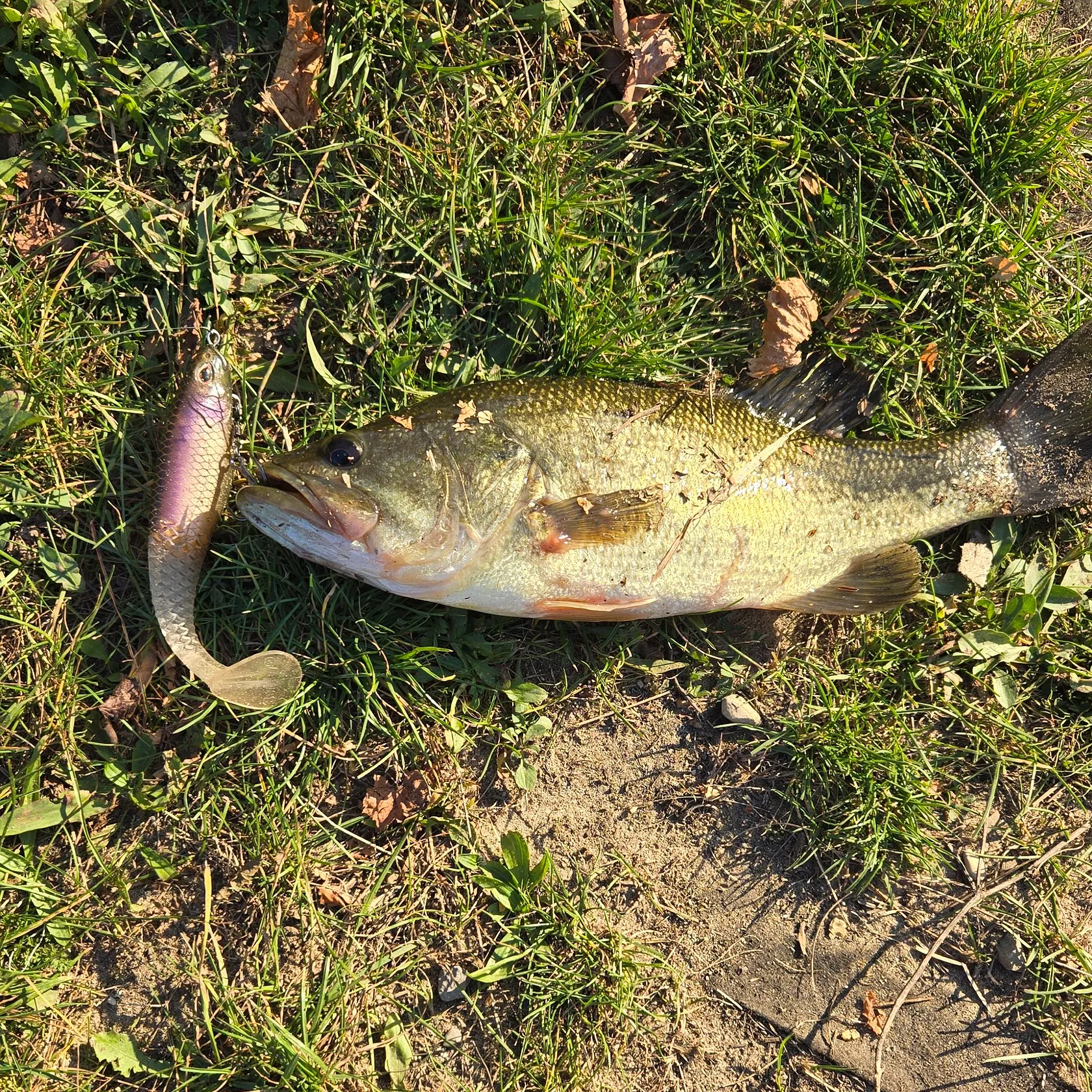 Largemouth bass caught on Fishbrain