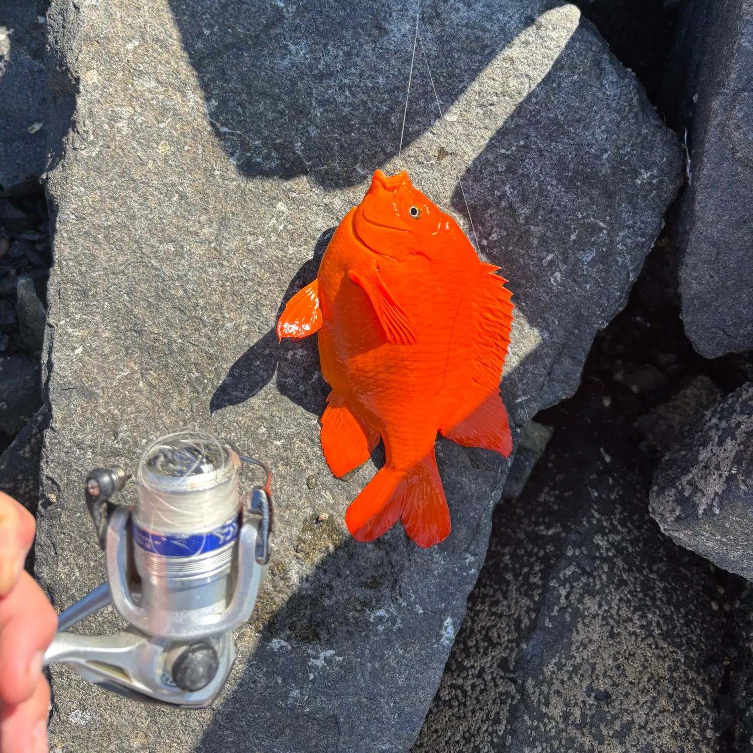 The most recent Garibaldi damselfish catches on Fishbrain