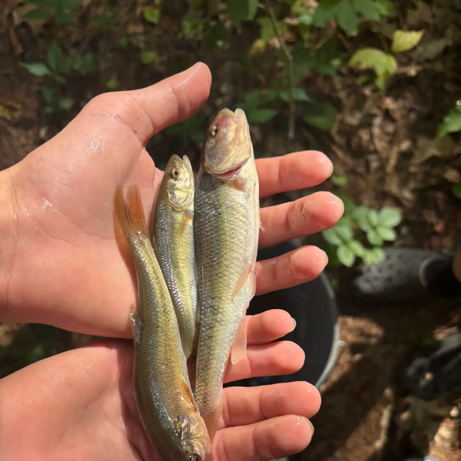 angler catch
