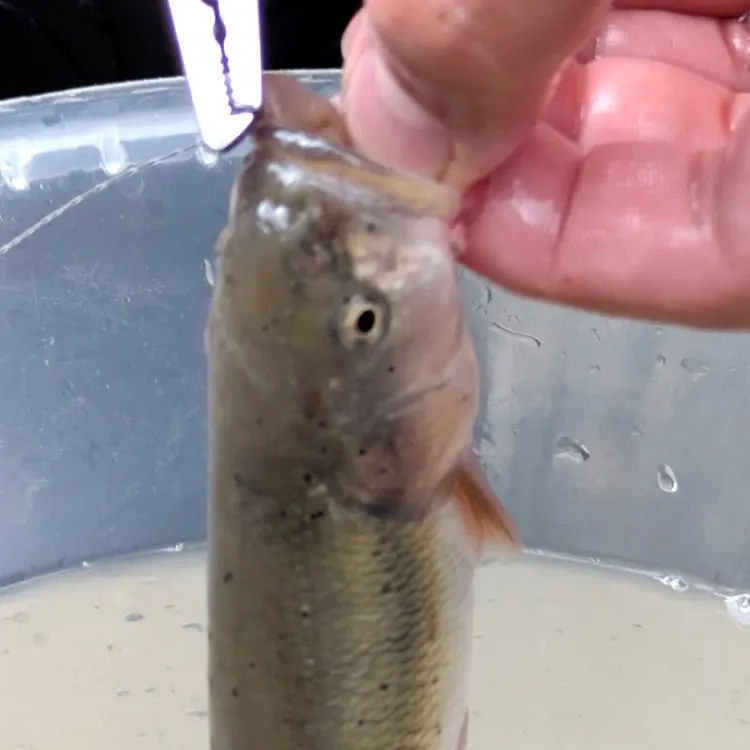 Creek chub caught on Fishbrain