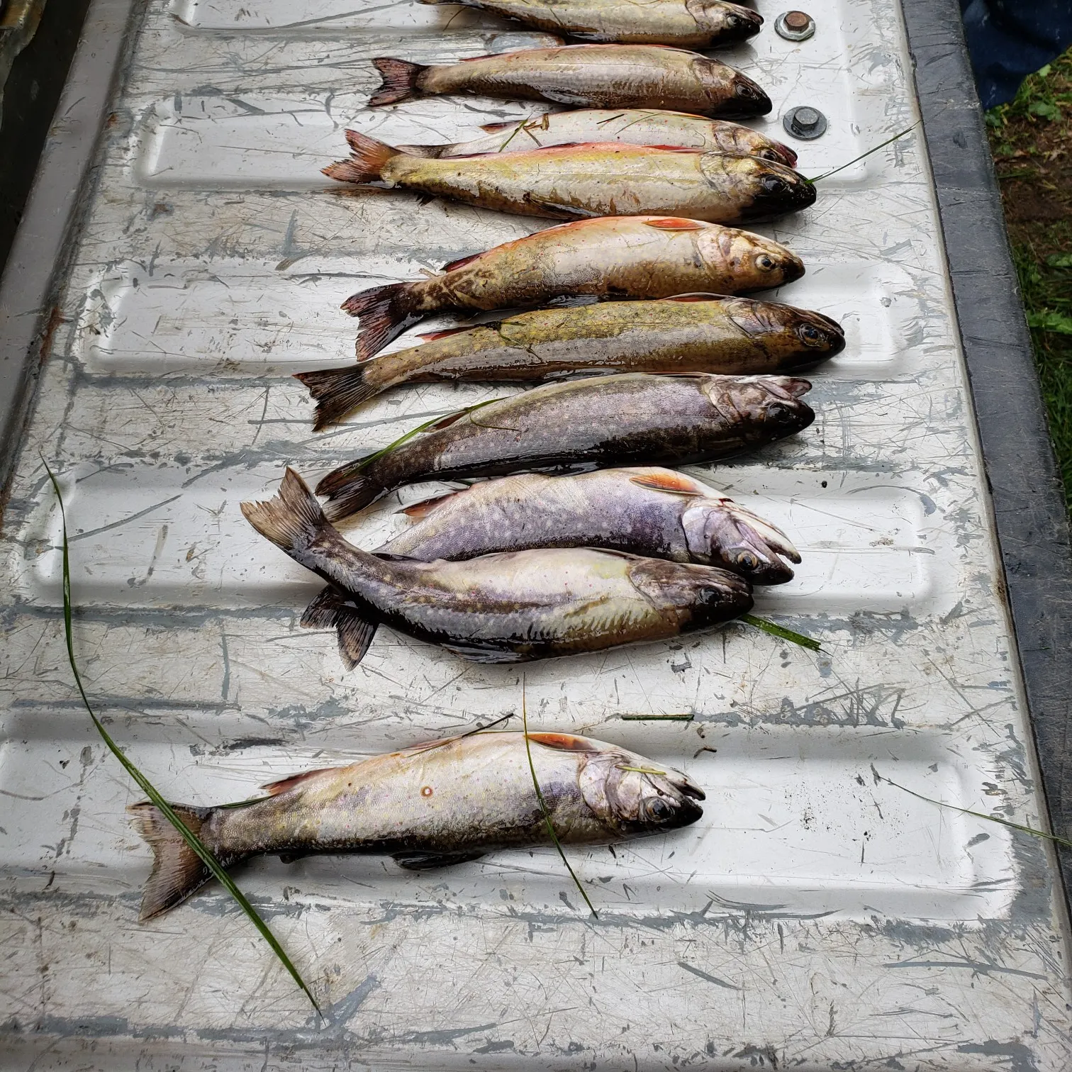 recently logged catches