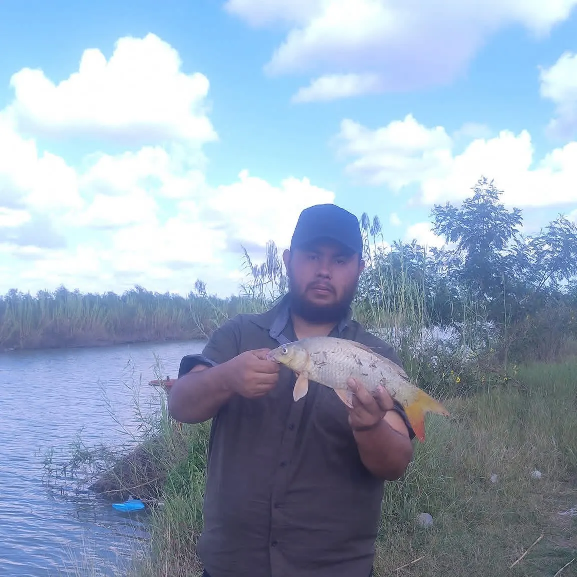 Common carp caught on Fishbrain