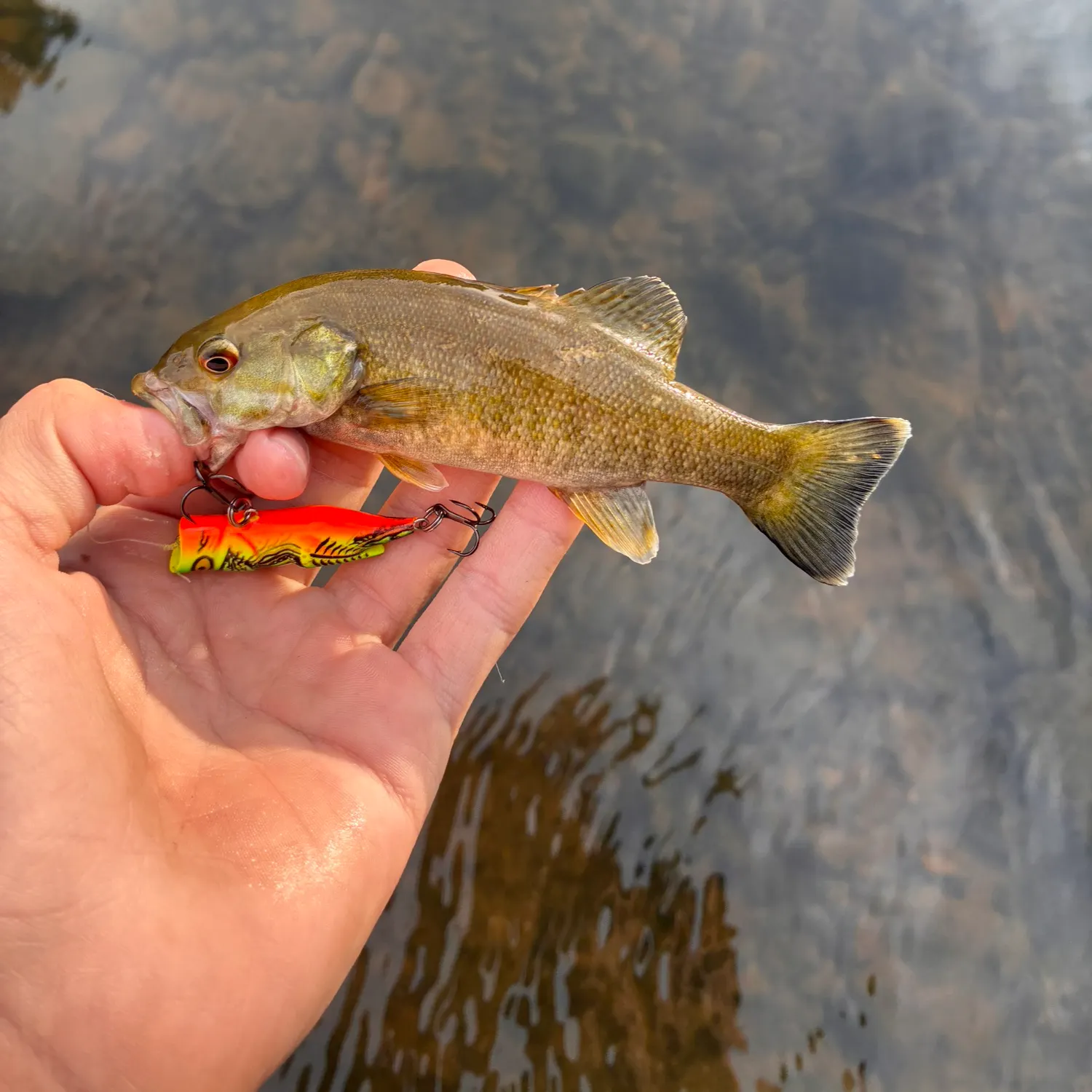 Smallmouth bass caught on Fishbrain