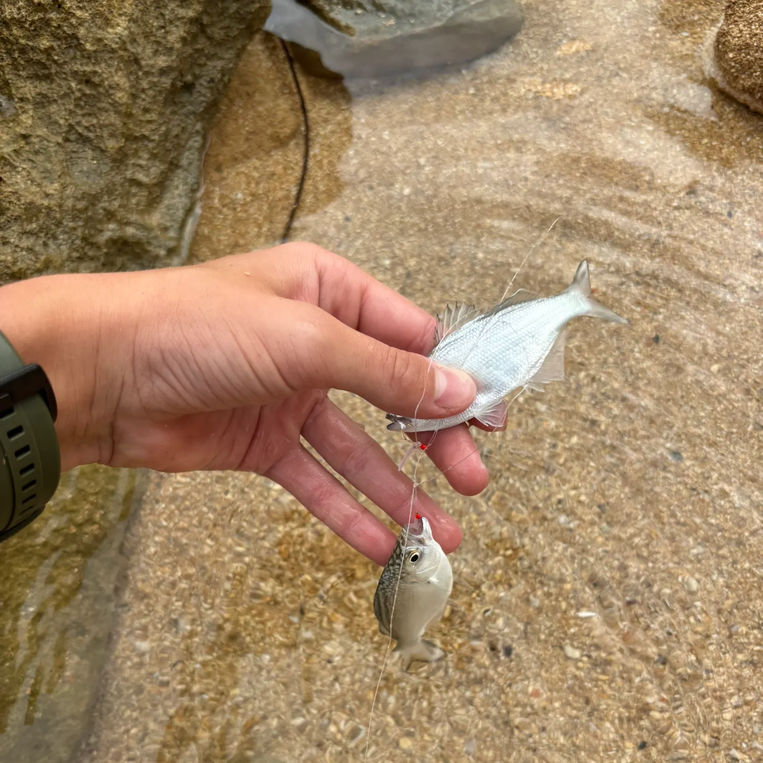 The most recent Hawaiian flagtail catches on Fishbrain