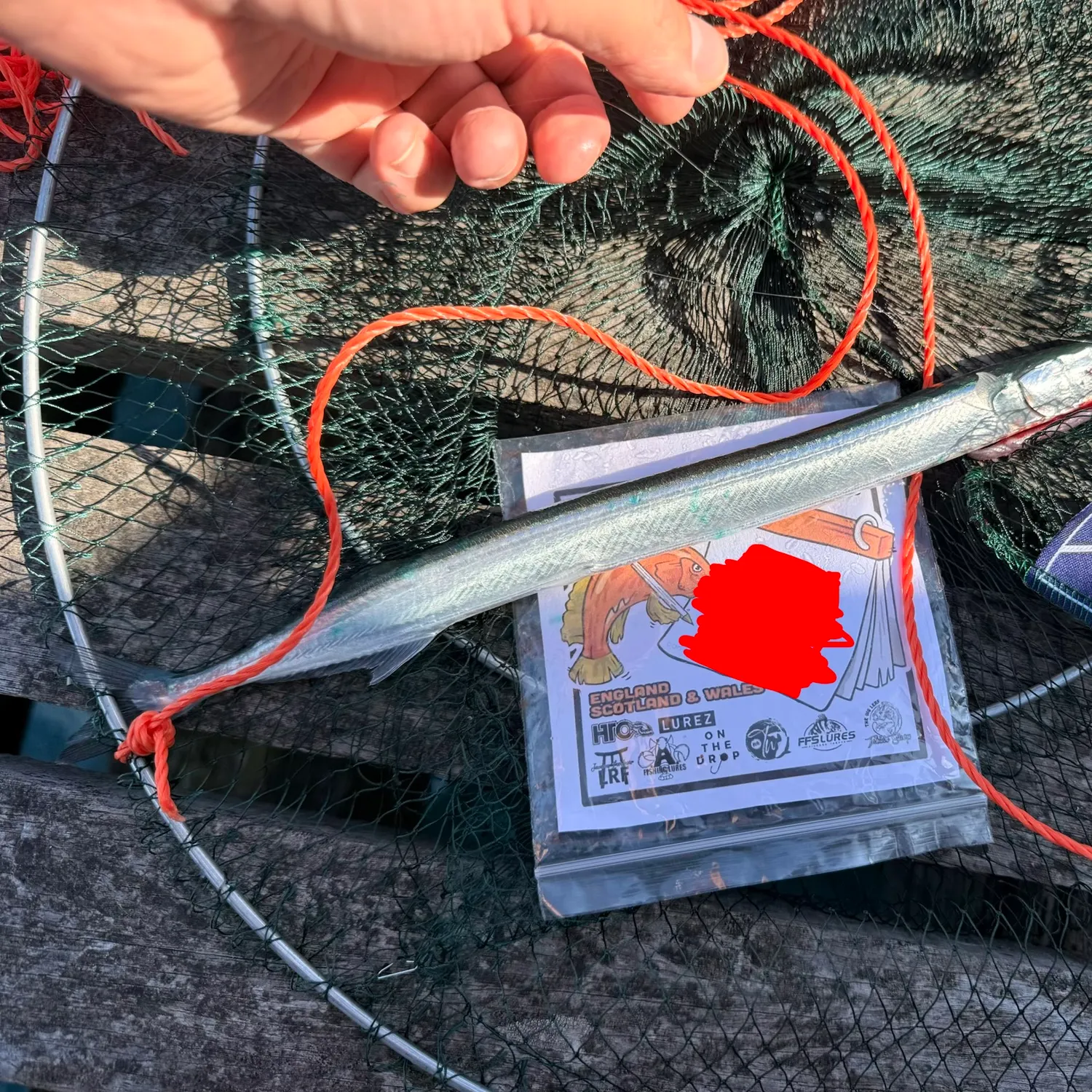 European garfish caught on Fishbrain