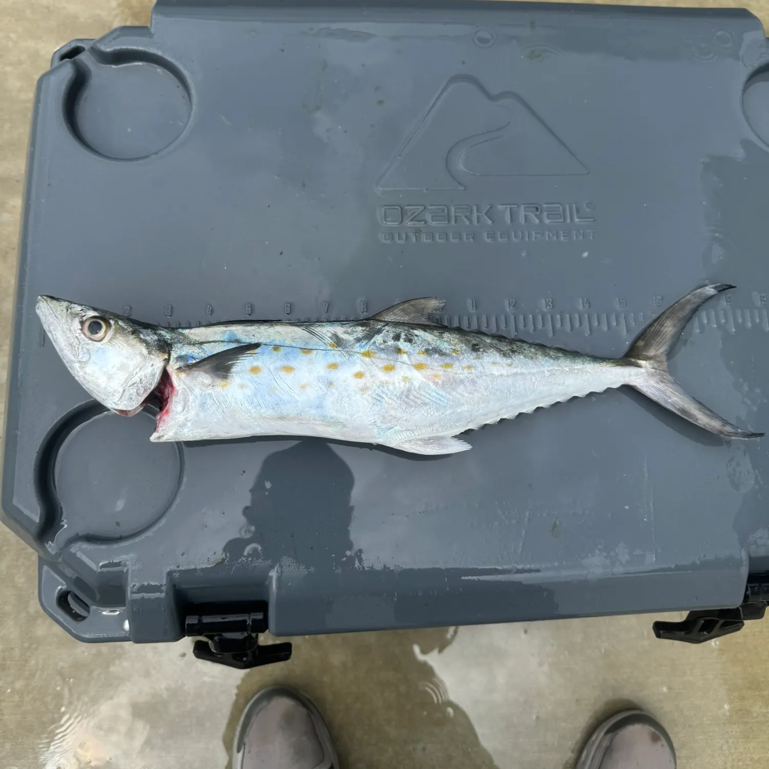 Spanish mackerel caught on Fishbrain