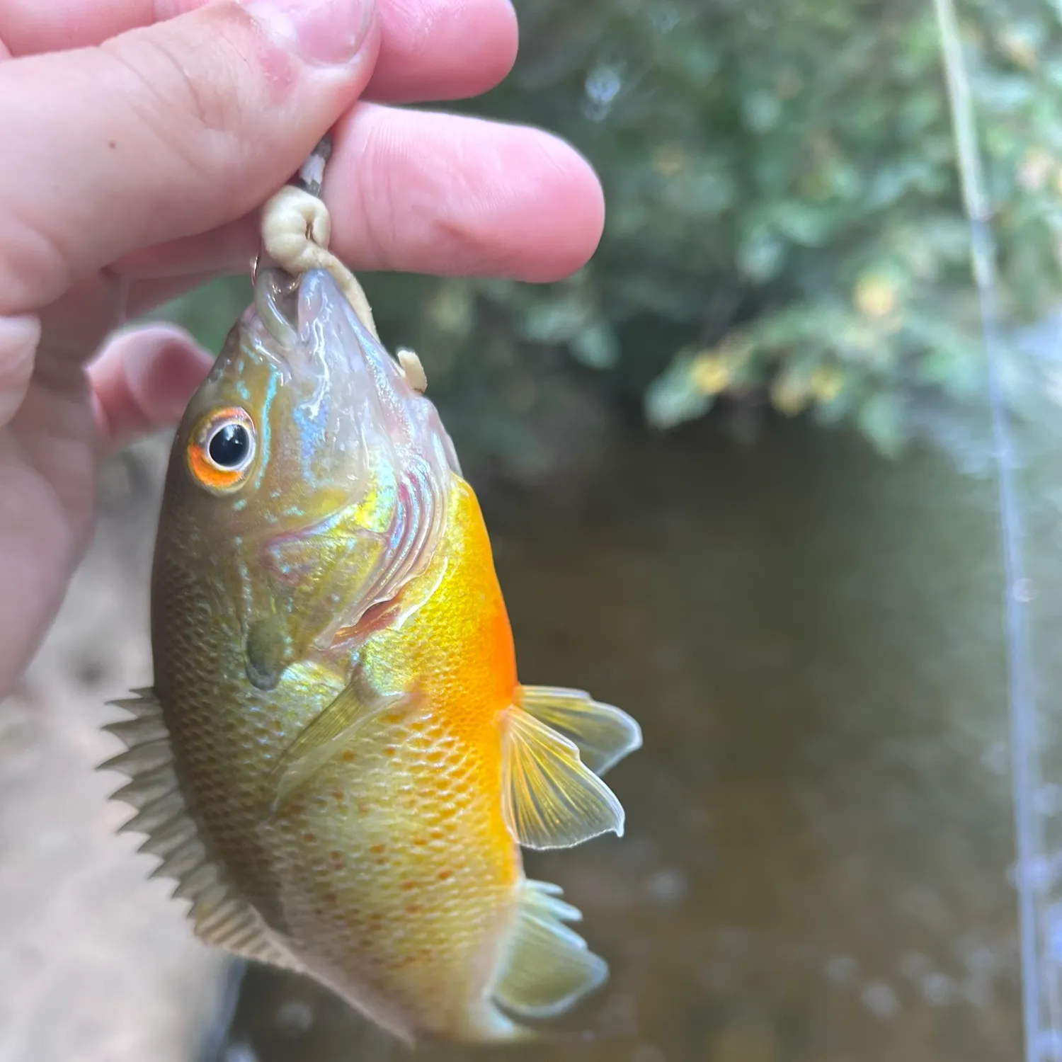 Redbreast sunfish caught on Fishbrain