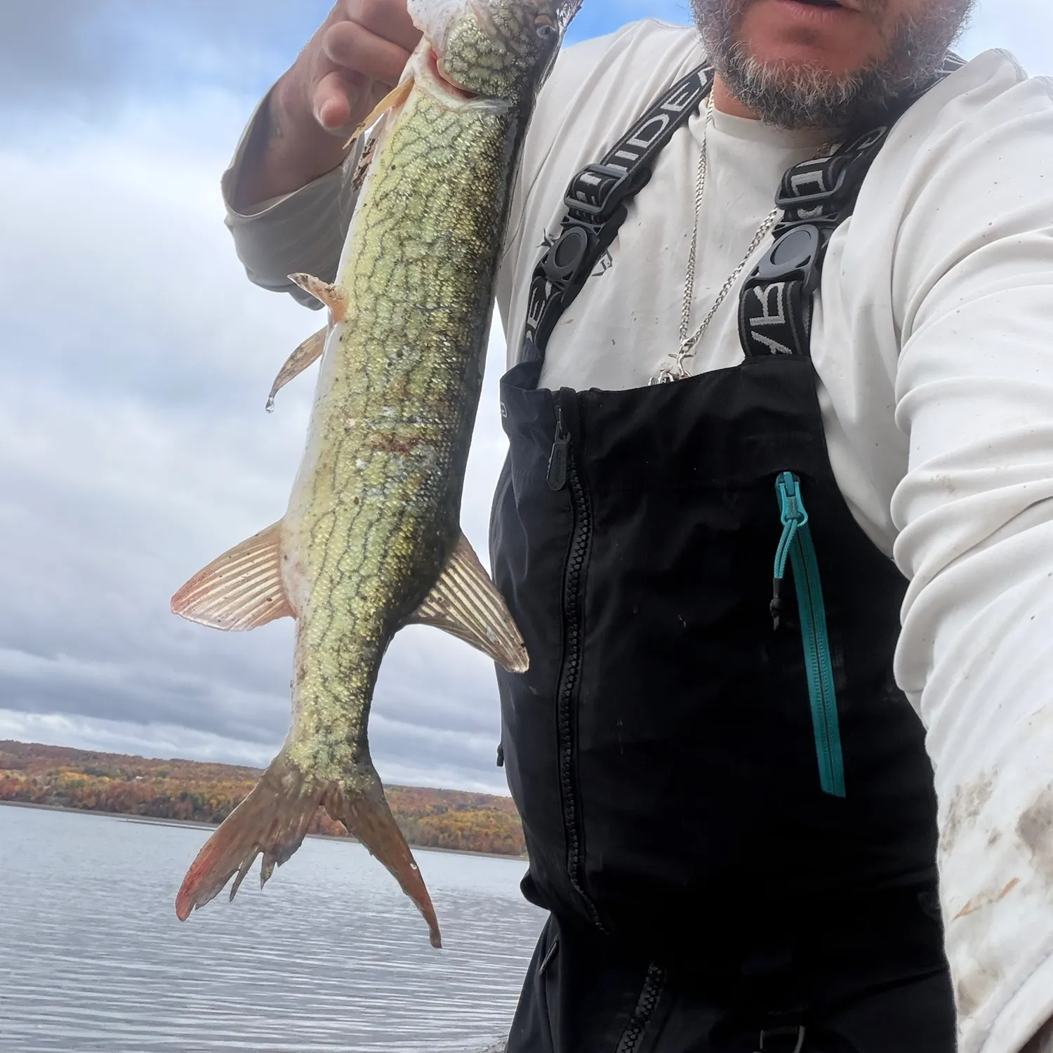 Chain pickerel caught on Fishbrain