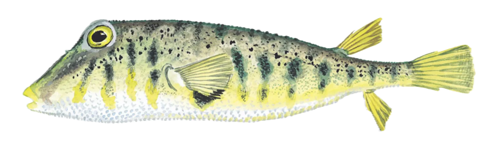 Southern puffer