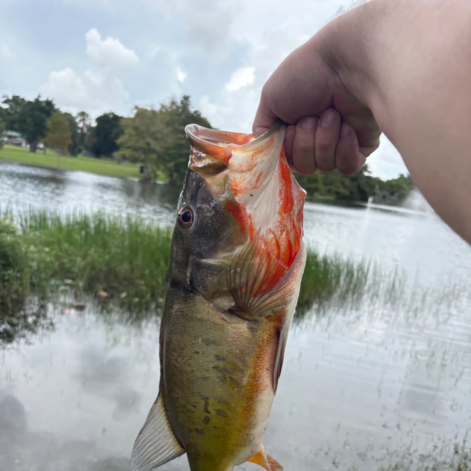 Butterfly peacock bass caught on Fishbrain