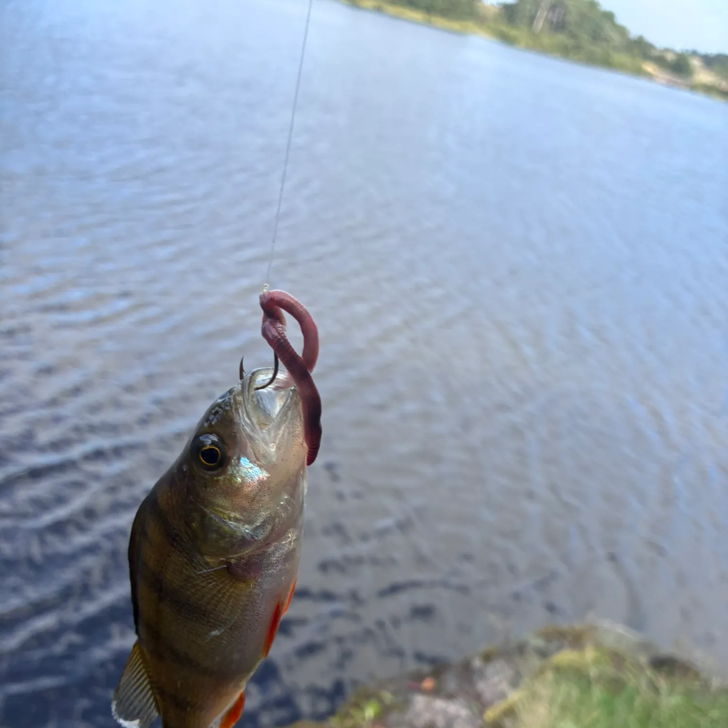 European perch caught on Fishbrain