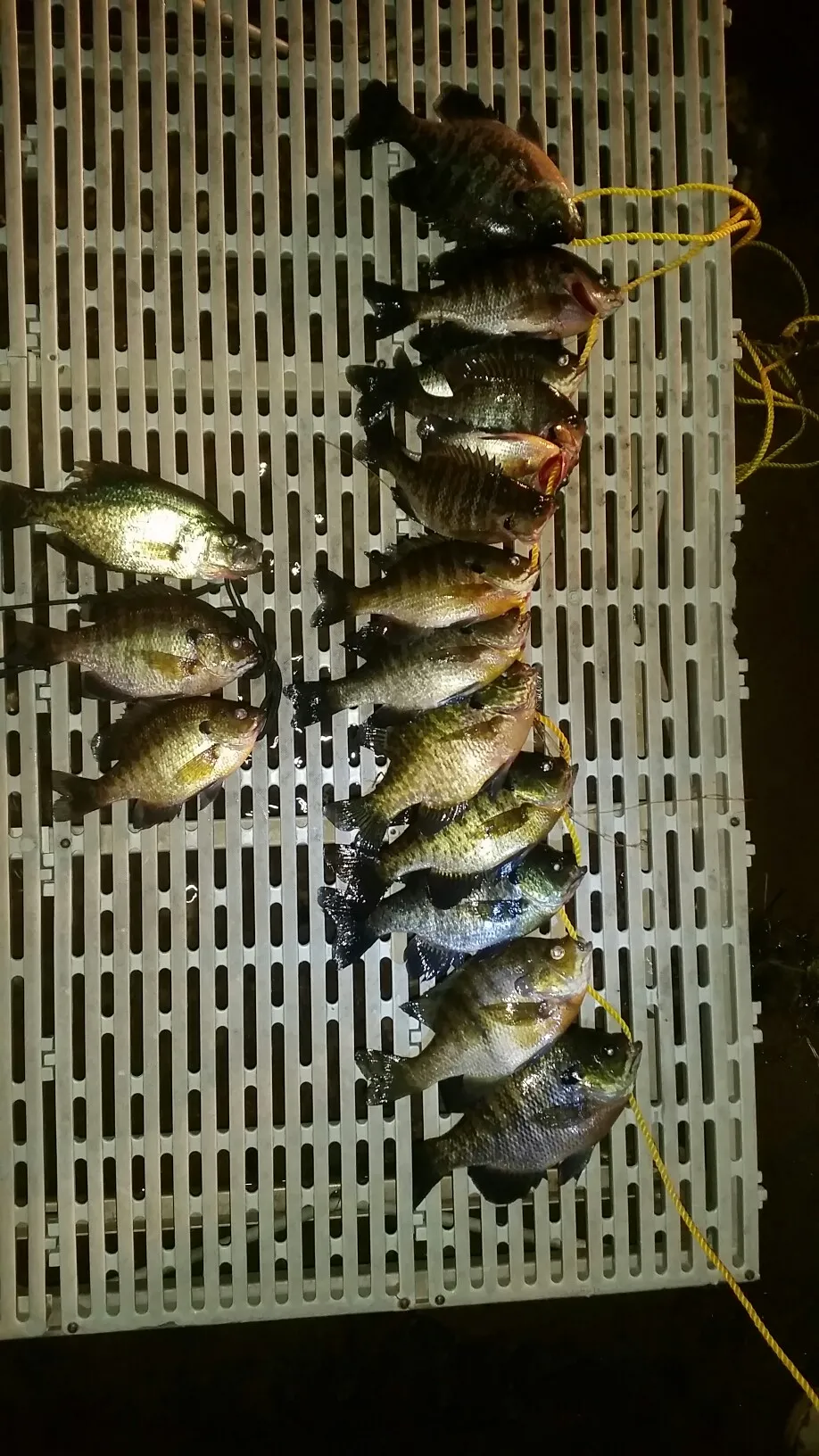 recently logged catches