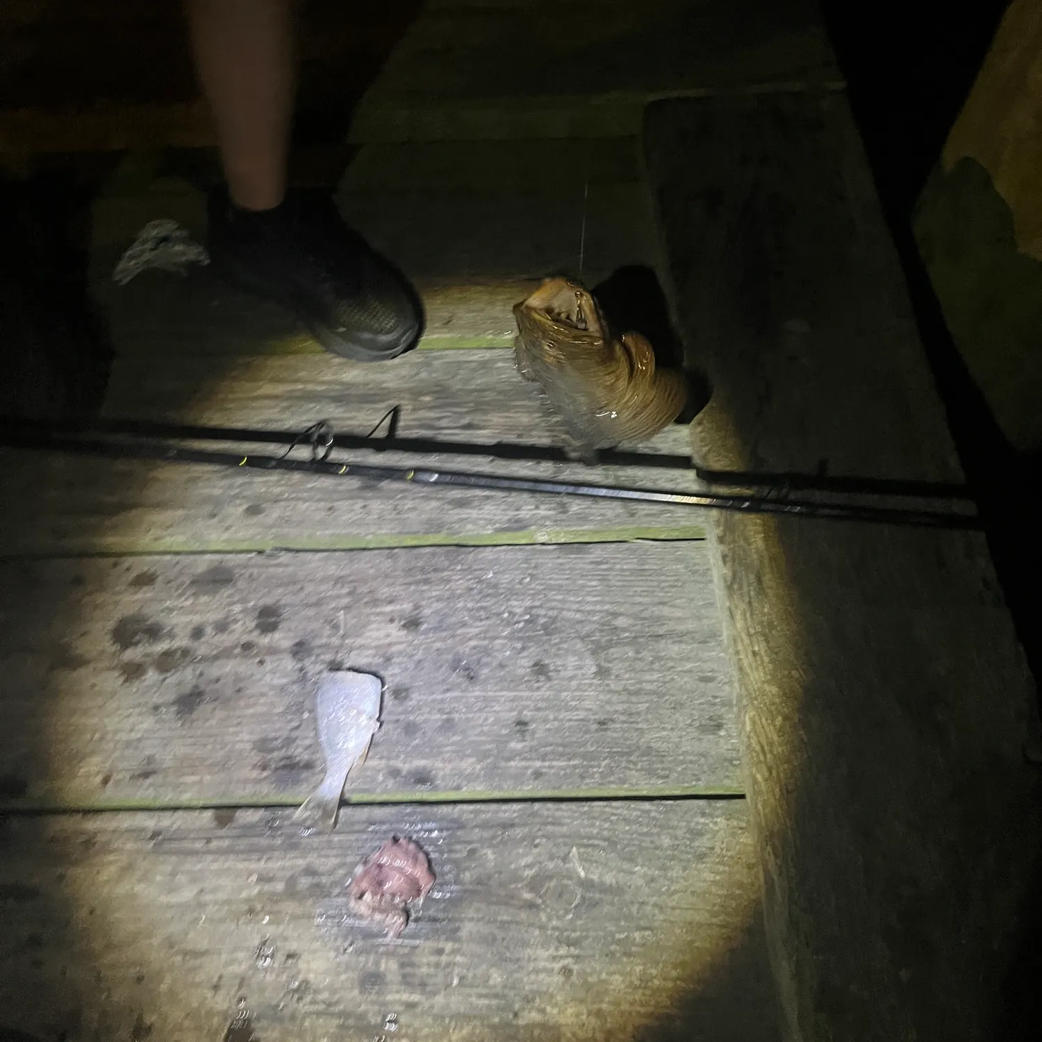 The most recent Three-spined frogfish catches on Fishbrain