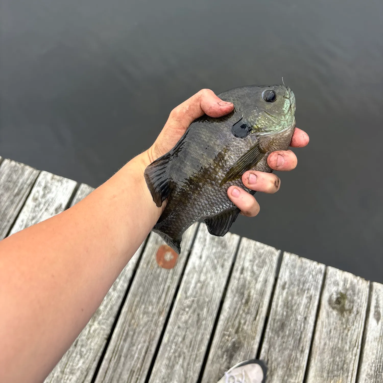 Bluegill caught on Fishbrain
