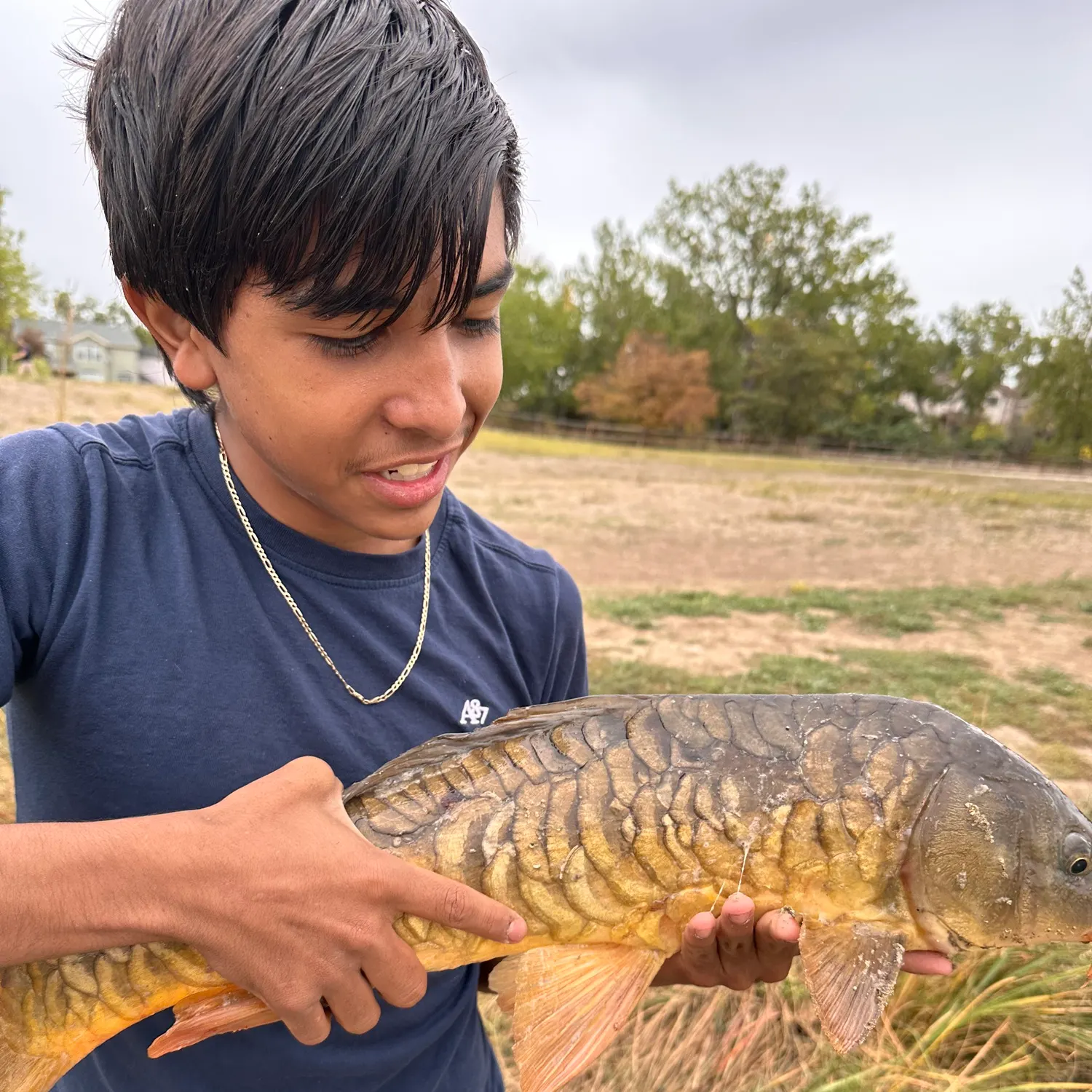 Mirror carp caught on Fishbrain