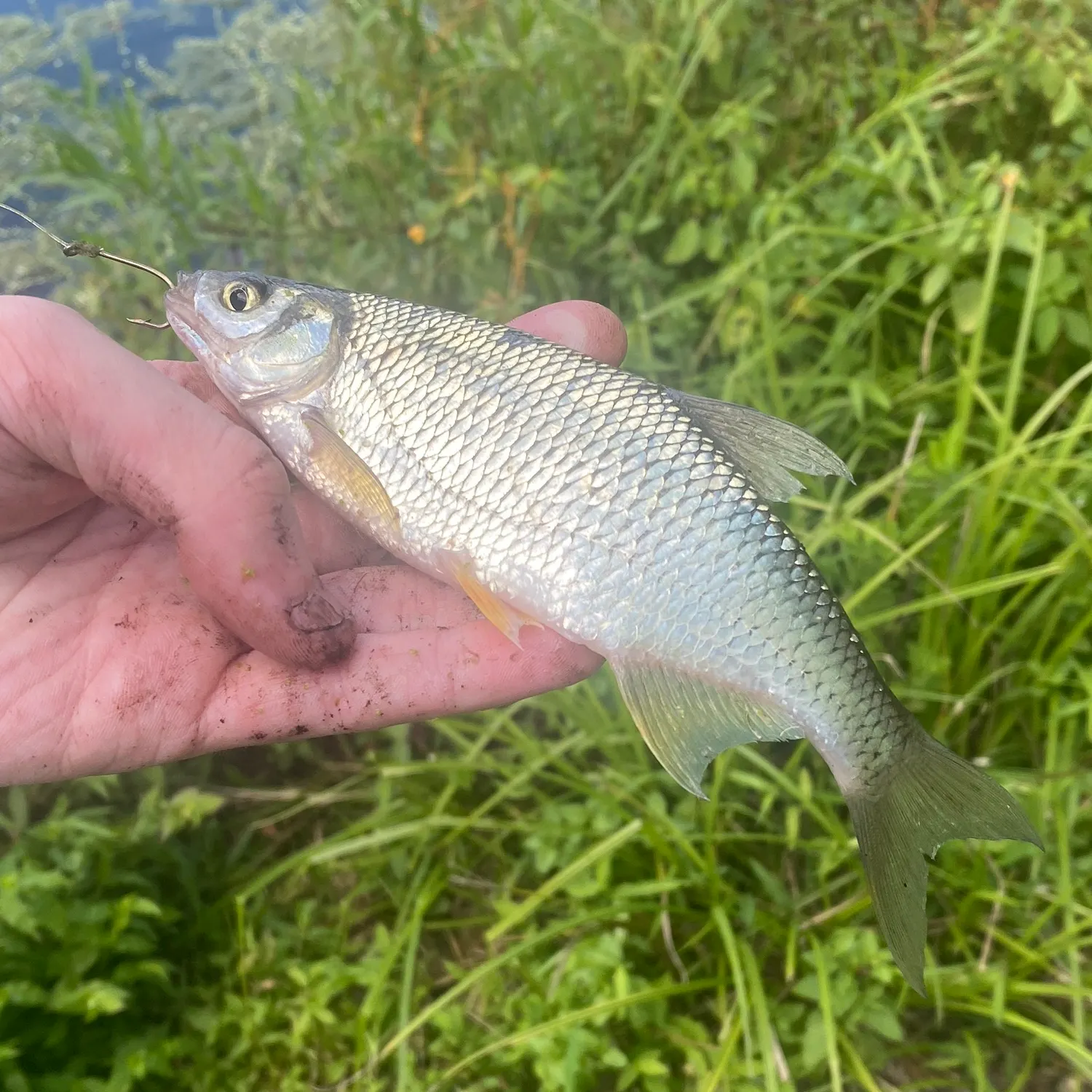 Golden shiner caught on Fishbrain