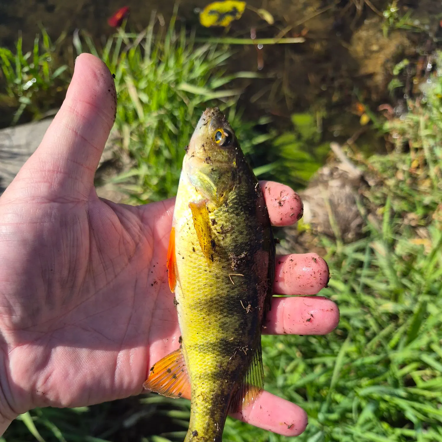 Yellow perch caught on Fishbrain