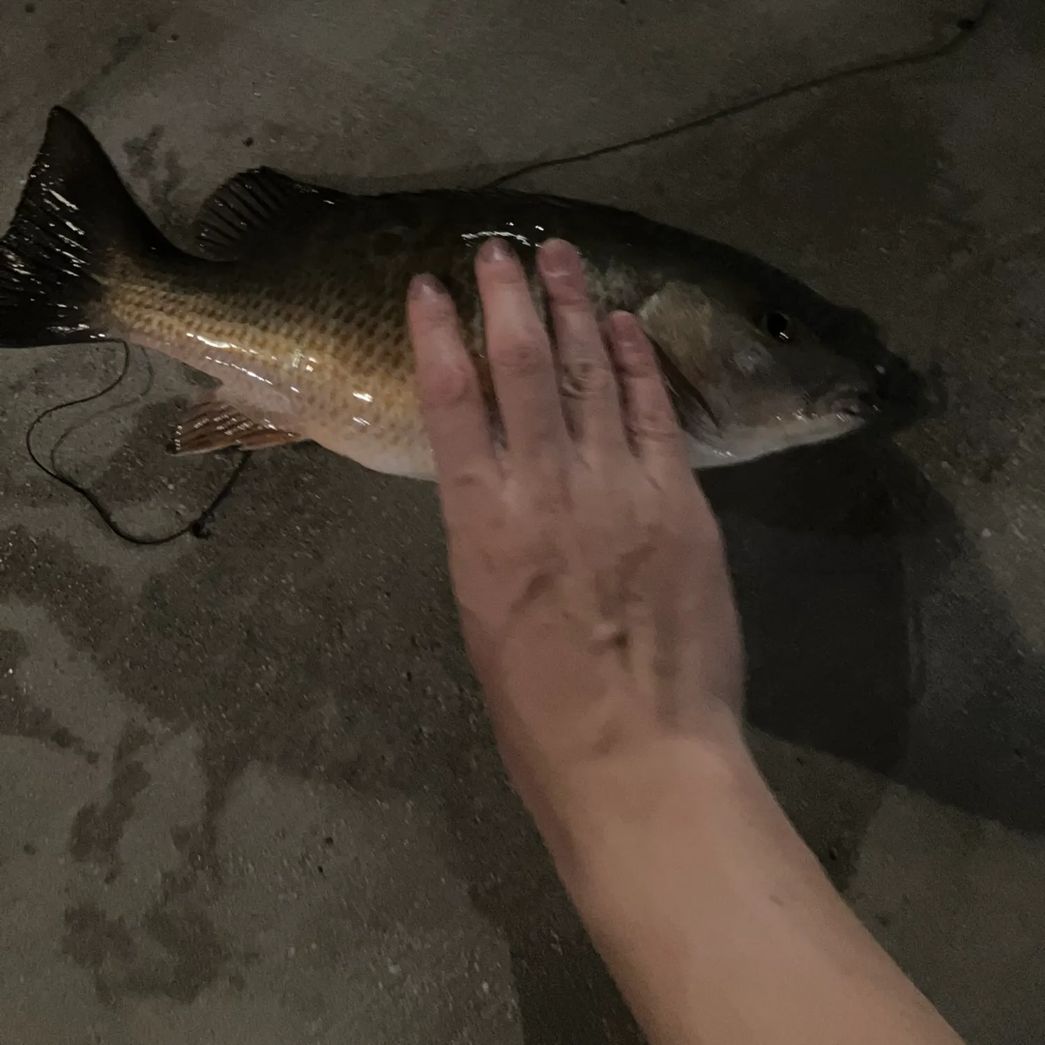 The most recent Mangrove snapper catches on Fishbrain
