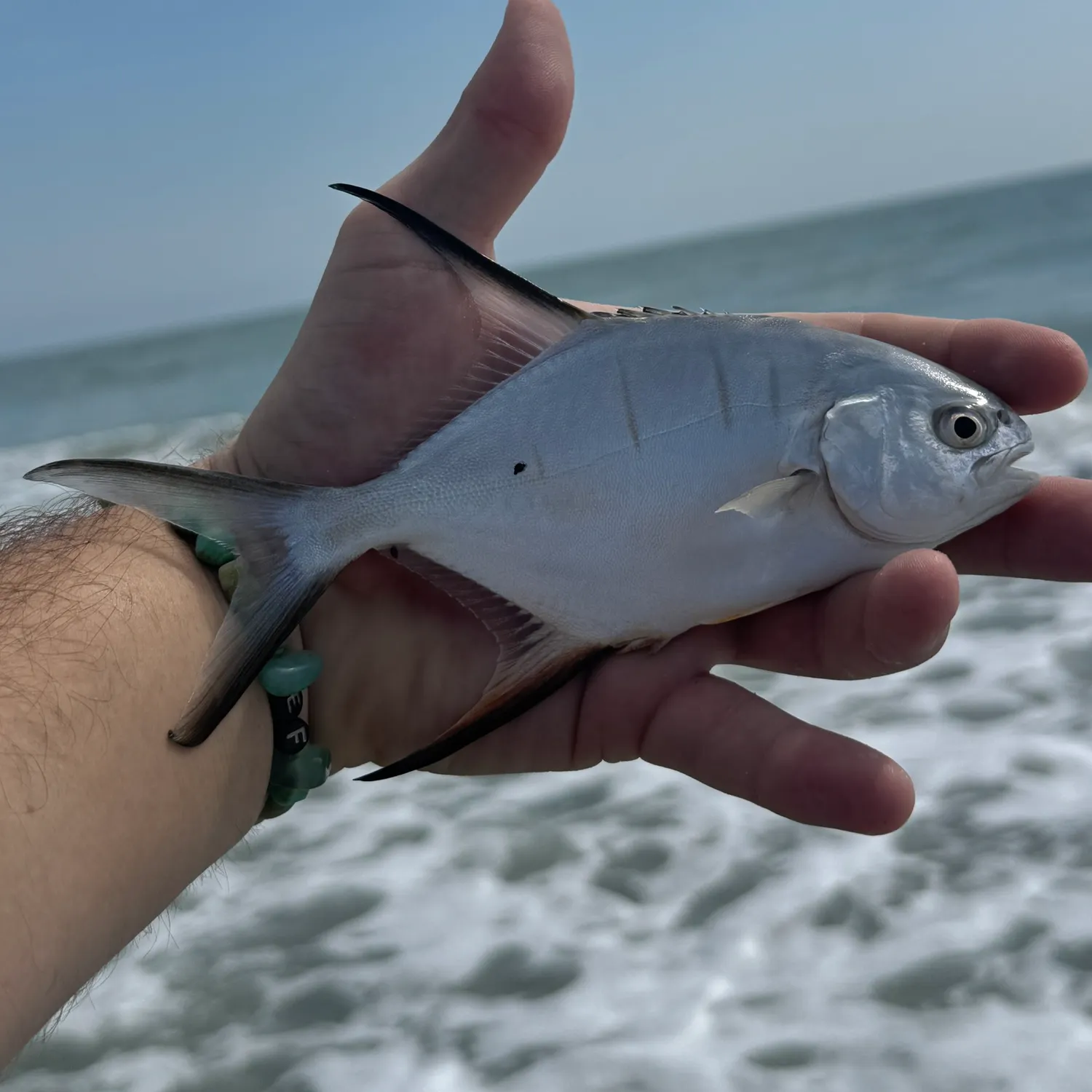 Palometa caught on Fishbrain