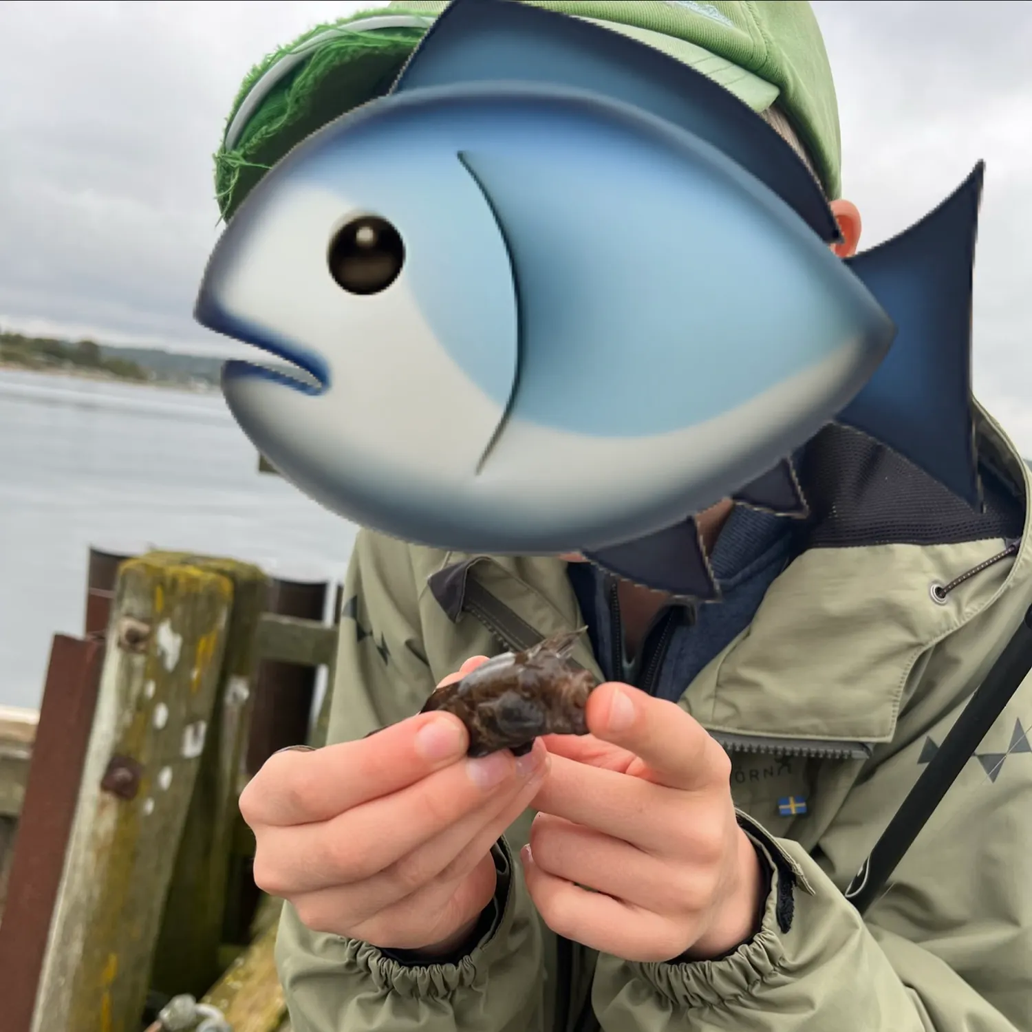 The most recent Black goby catches on Fishbrain