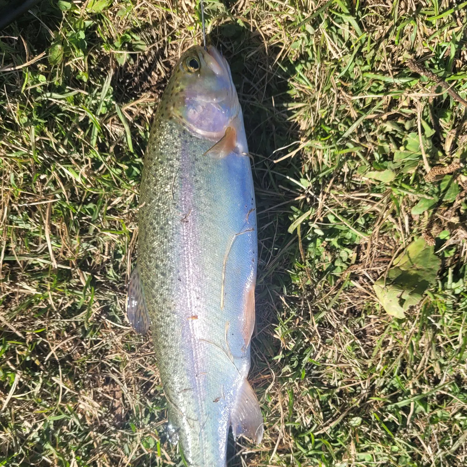 Rainbow trout caught on Fishbrain