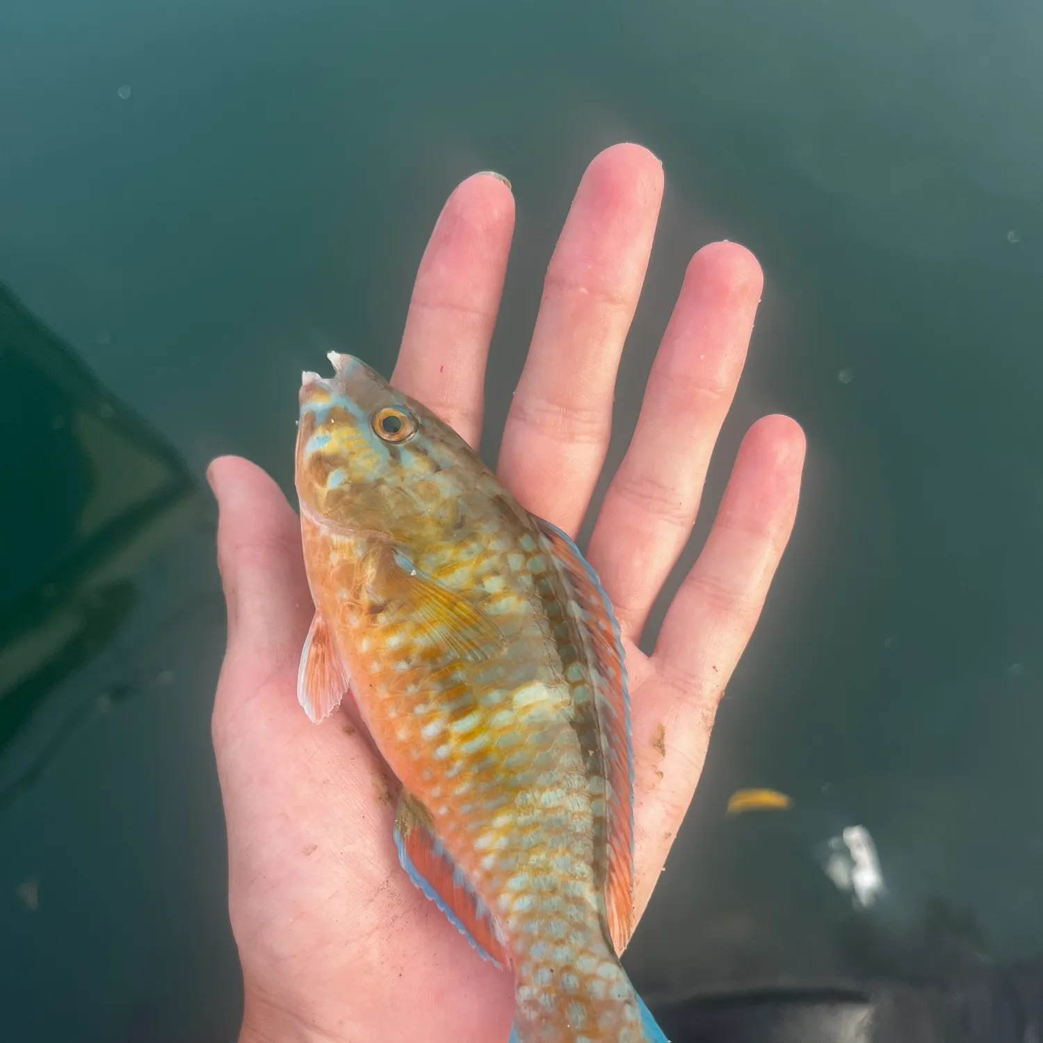 The most recent Blue-barred parrotfish catches on Fishbrain