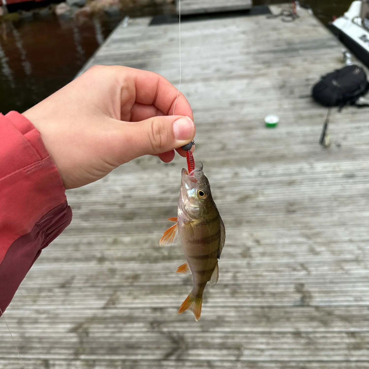 European perch caught on Fishbrain