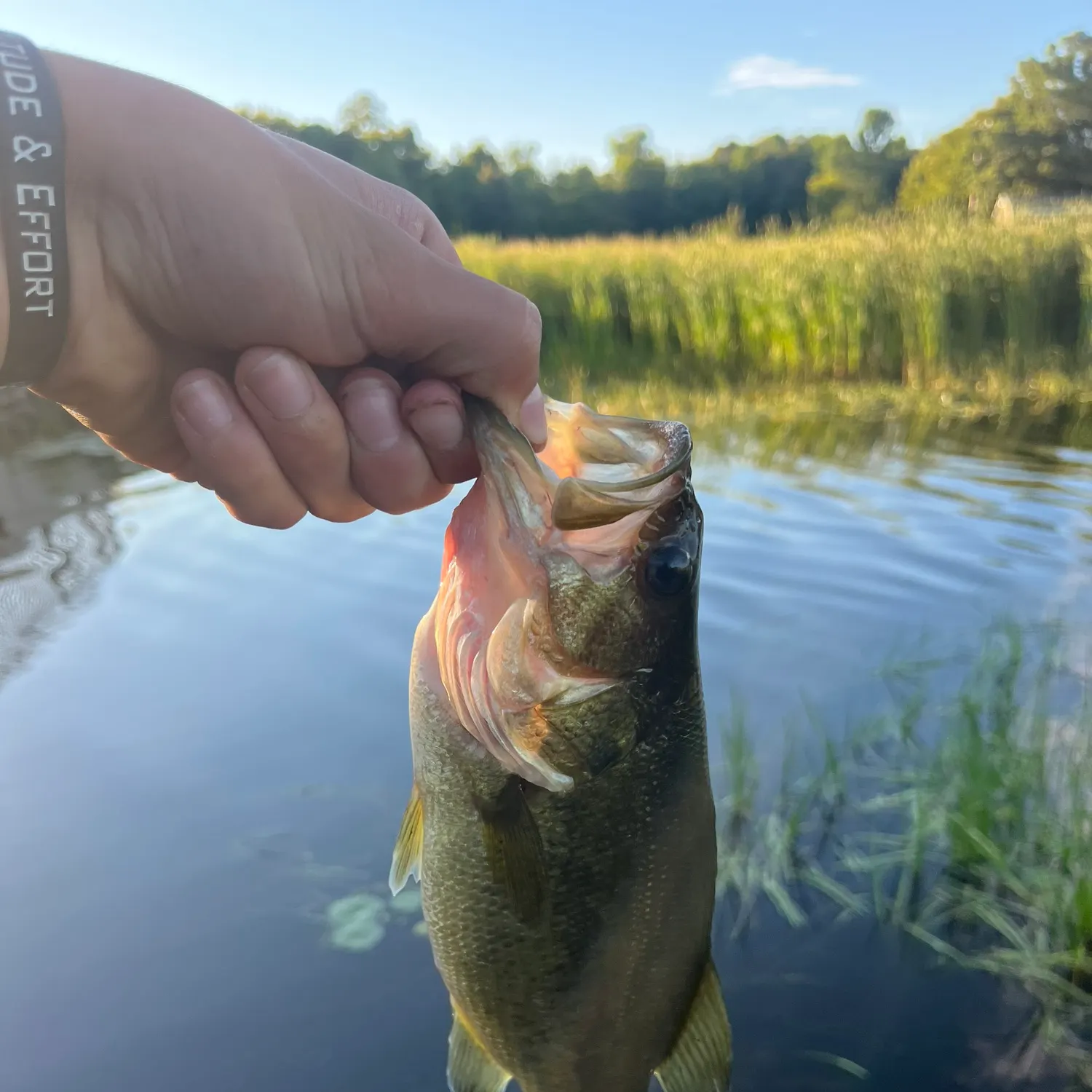 Largemouth bass caught on Fishbrain