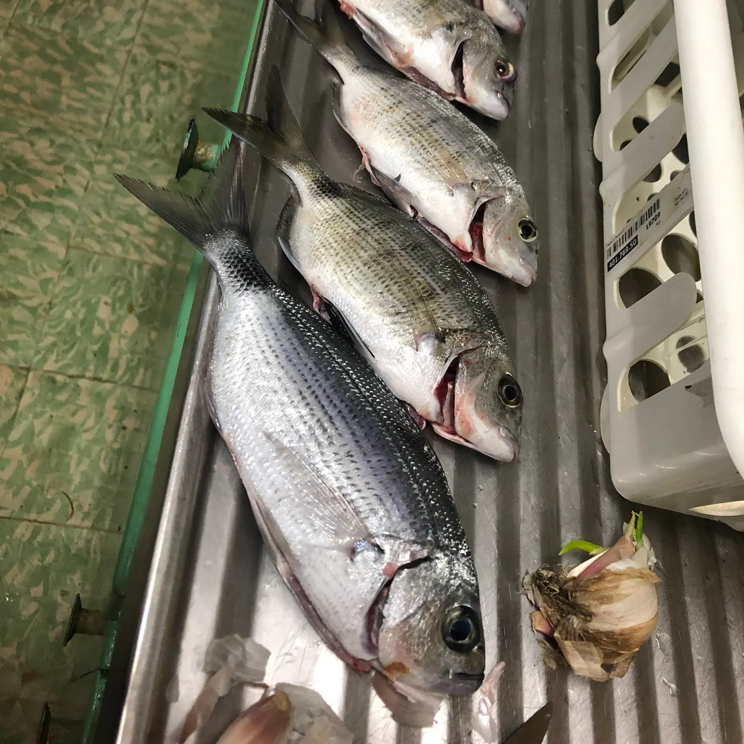 The most recent White seabream catches on Fishbrain