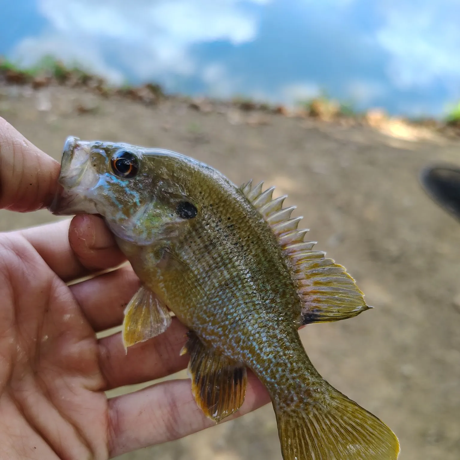 Green sunfish caught on Fishbrain